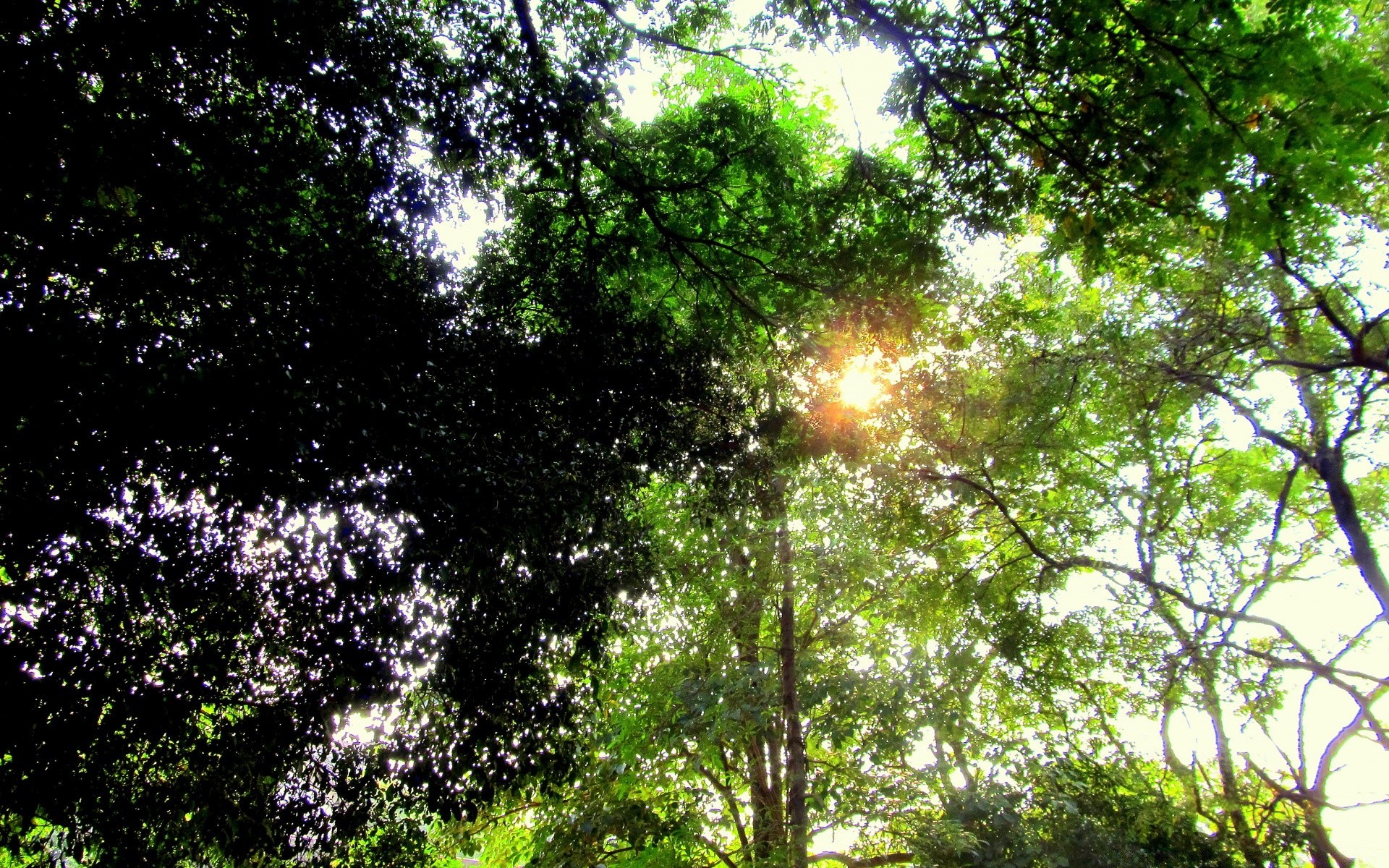 floresta natureza folha árvore madeira paisagem ambiente sol flora bom tempo parque verão exuberante temporada brilhante ramo crescimento amanhecer ao ar livre espetáculo