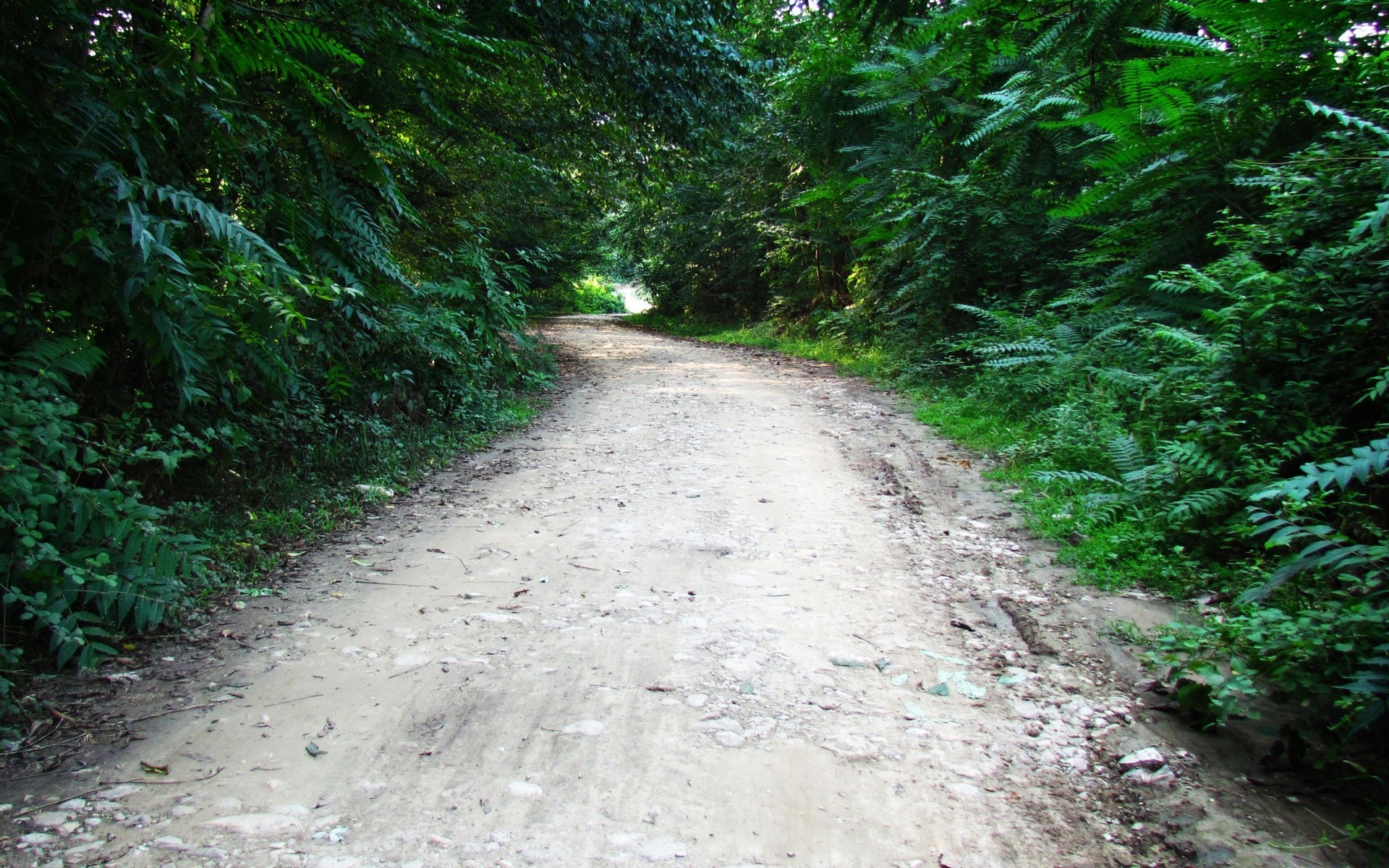 foresta strada di legno paesaggio natura guida albero foglia trail ambiente di viaggio parco all aperto estate flora sentiero erba