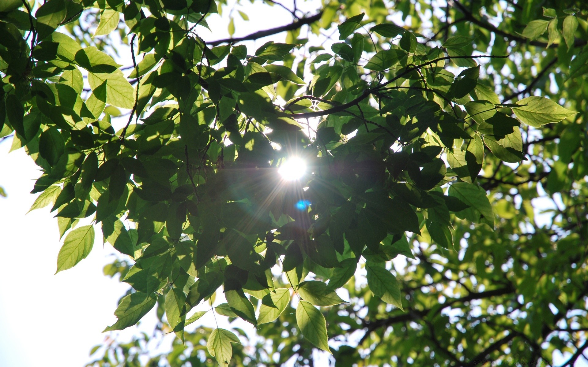 floresta folha natureza árvore flora crescimento ramo ambiente verão ao ar livre jardim bom tempo exuberante brilhante parque ecologia área de trabalho comida