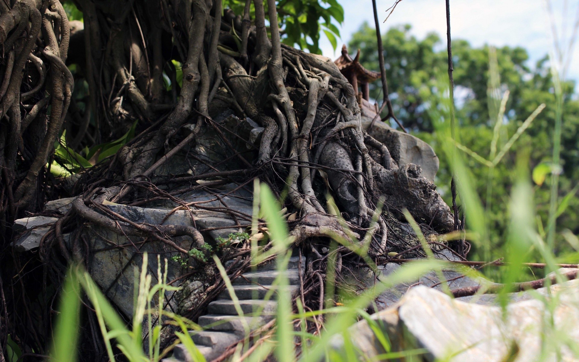 bosque naturaleza raíz hoja flora al aire libre árbol medio ambiente suelo crecimiento hierba comida madera