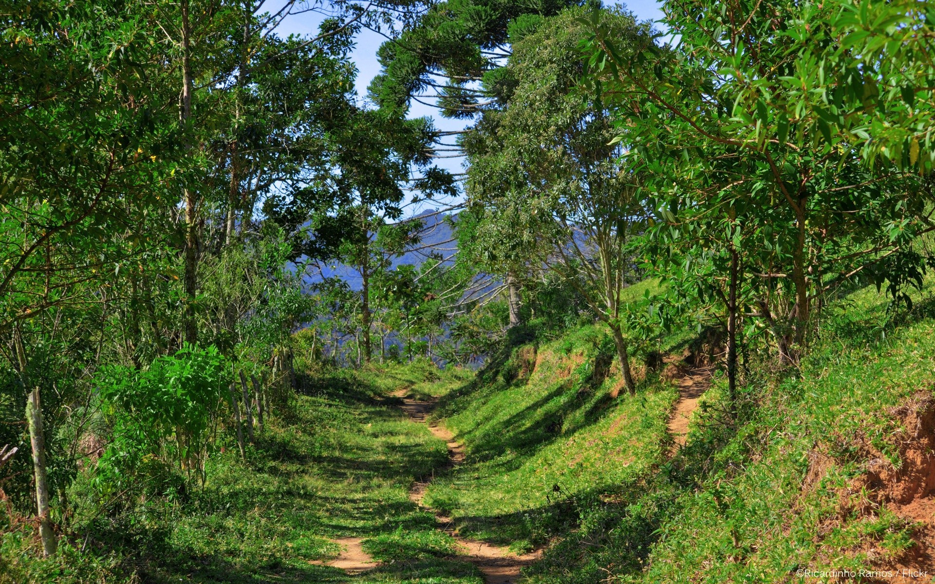 bosque naturaleza paisaje madera árbol verano flora hoja al aire libre hierba medio ambiente parque espectáculo viajes escénico cielo temporada rural buen tiempo escena