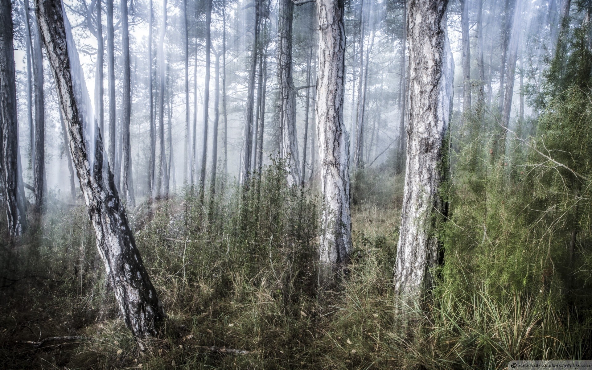 floresta madeira natureza paisagem árvore folha ao ar livre parque temporada ambiente bom tempo flora névoa desktop outono pinho selvagem cênica amanhecer névoa