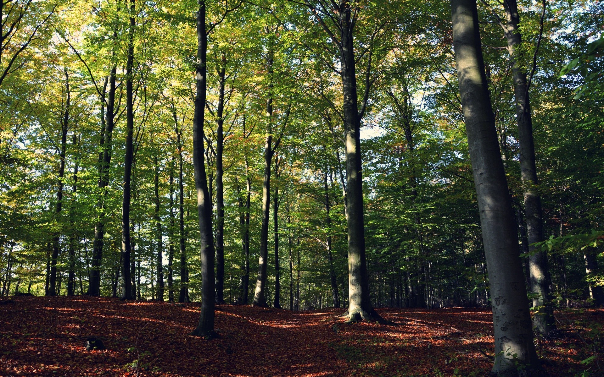 bosque madera árbol paisaje hoja naturaleza buen tiempo otoño sol amanecer parque exuberante escénico sunbim medio ambiente haya temporada luz del día iluminado guía