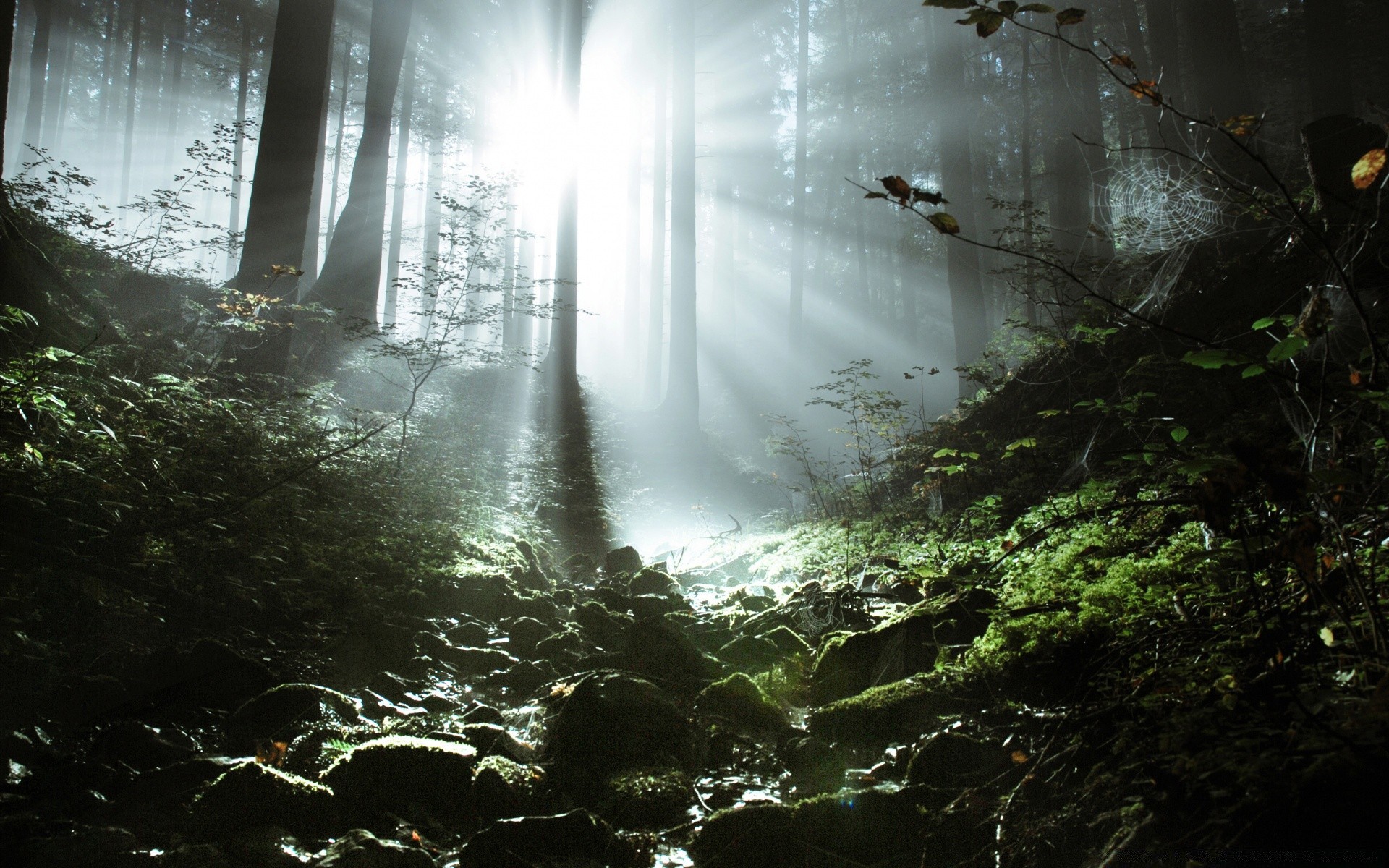 bosque agua paisaje niebla niebla madera naturaleza río otoño luz árbol amanecer medio ambiente al aire libre viajes lluvia cascada reflexión musgo movimiento