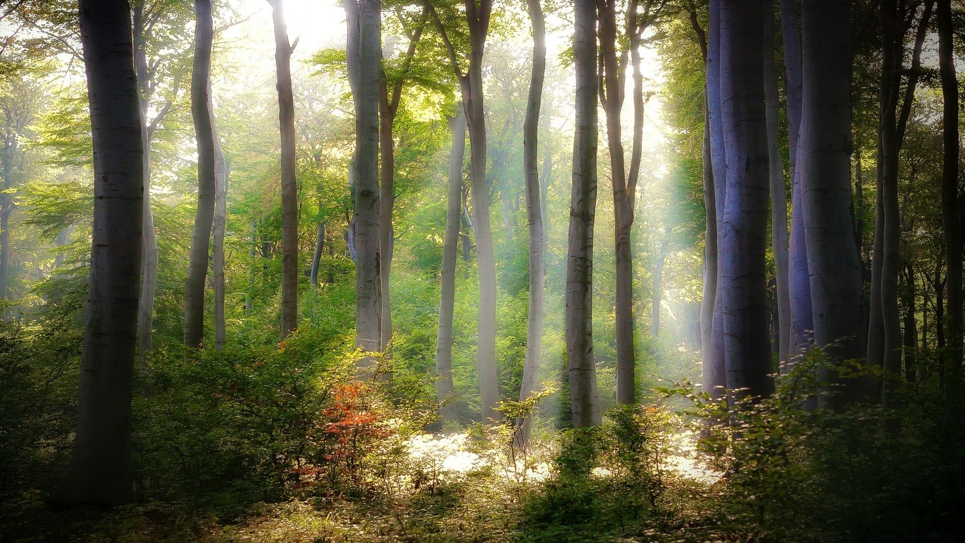 foresta legno nebbia albero paesaggio alba natura nebbia foglia bel tempo sunbeam parco sole lussureggiante autunno illuminato luce ambiente scenic faggio