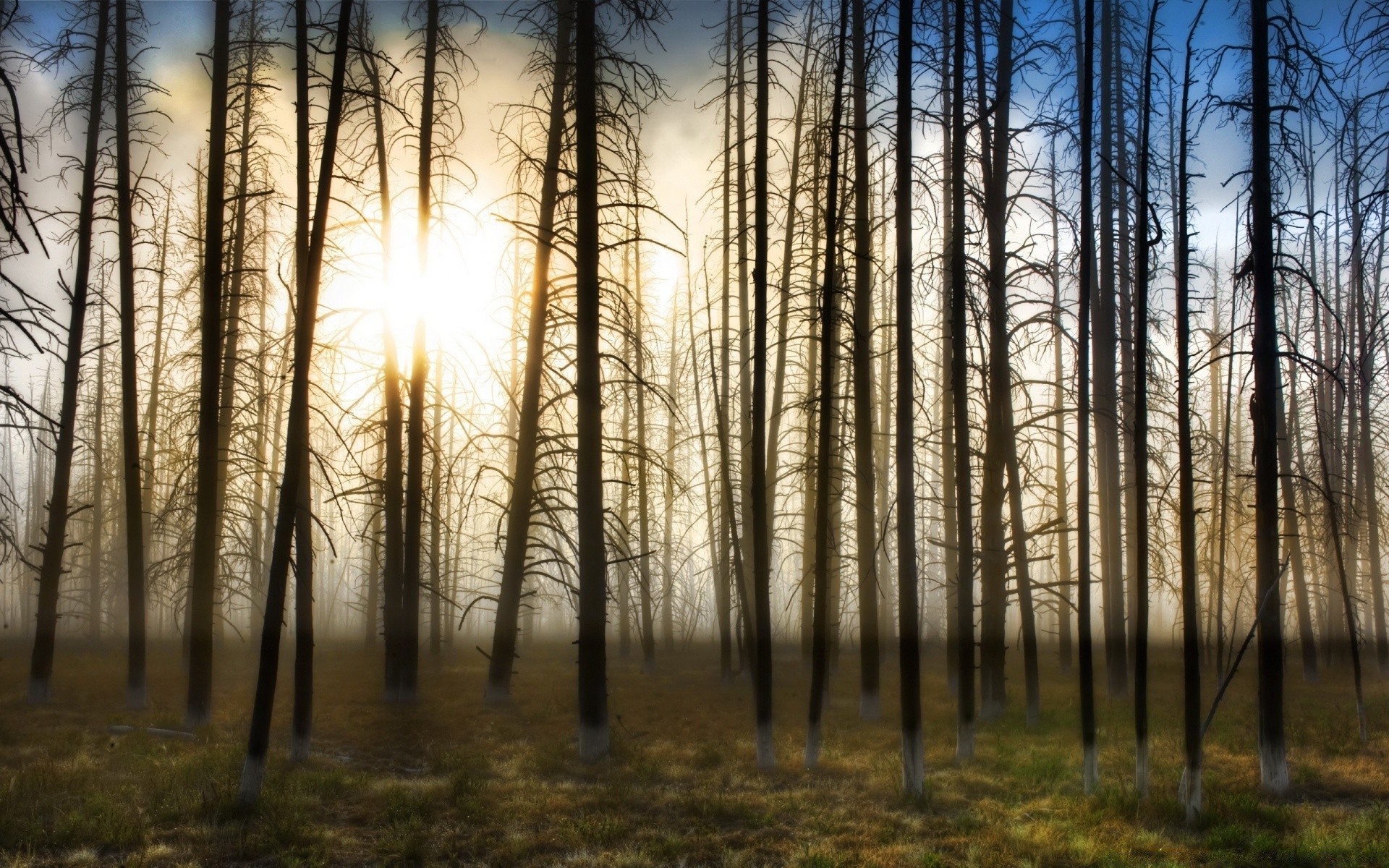 foresta legno alba albero autunno nebbia natura nebbia paesaggio sole bel tempo foglia inverno parco all aperto ramo ambiente luminoso luce tramonto