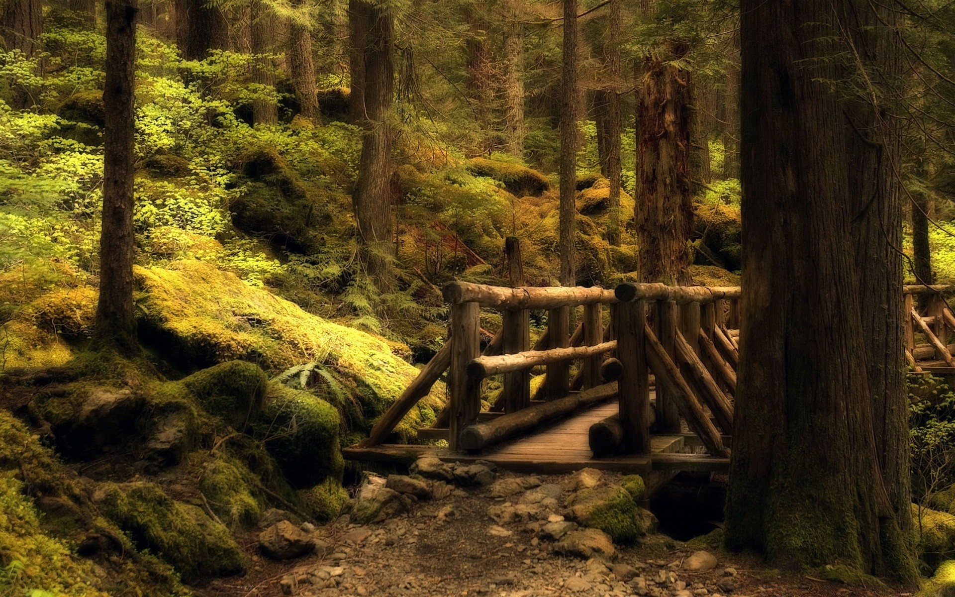 forest wood tree nature leaf landscape outdoors park fall travel scenic trail light moss water environment daylight