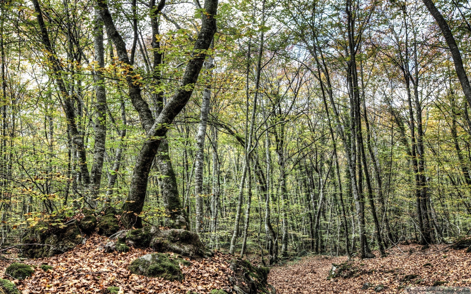 foresta legno natura albero paesaggio foglia parco bel tempo stagione ambiente all aperto flora sole scenic guida ramo tronco crescita paesaggio sentiero alba