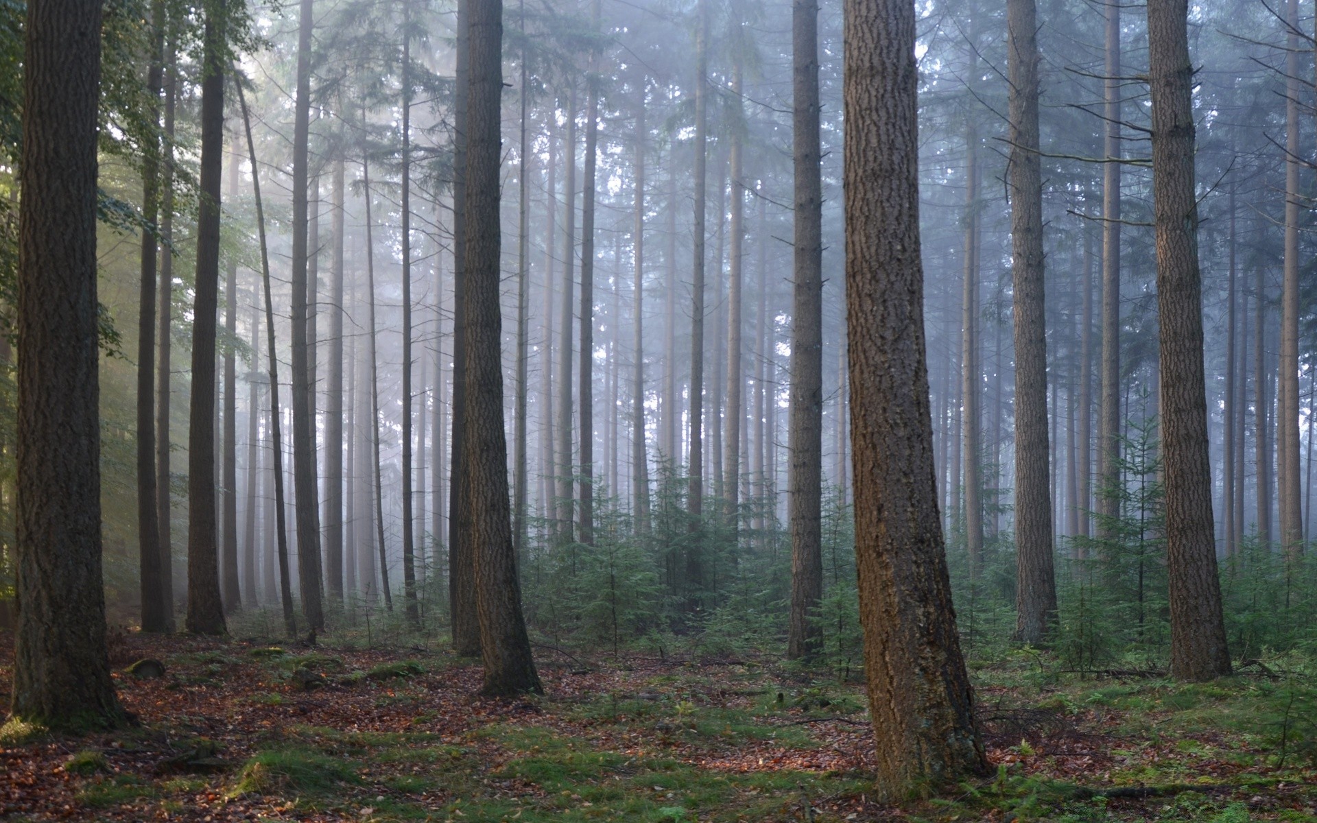 forest tree wood fog landscape conifer mist nature fall leaf dawn evergreen park environment pine light branch fair weather daylight trunk