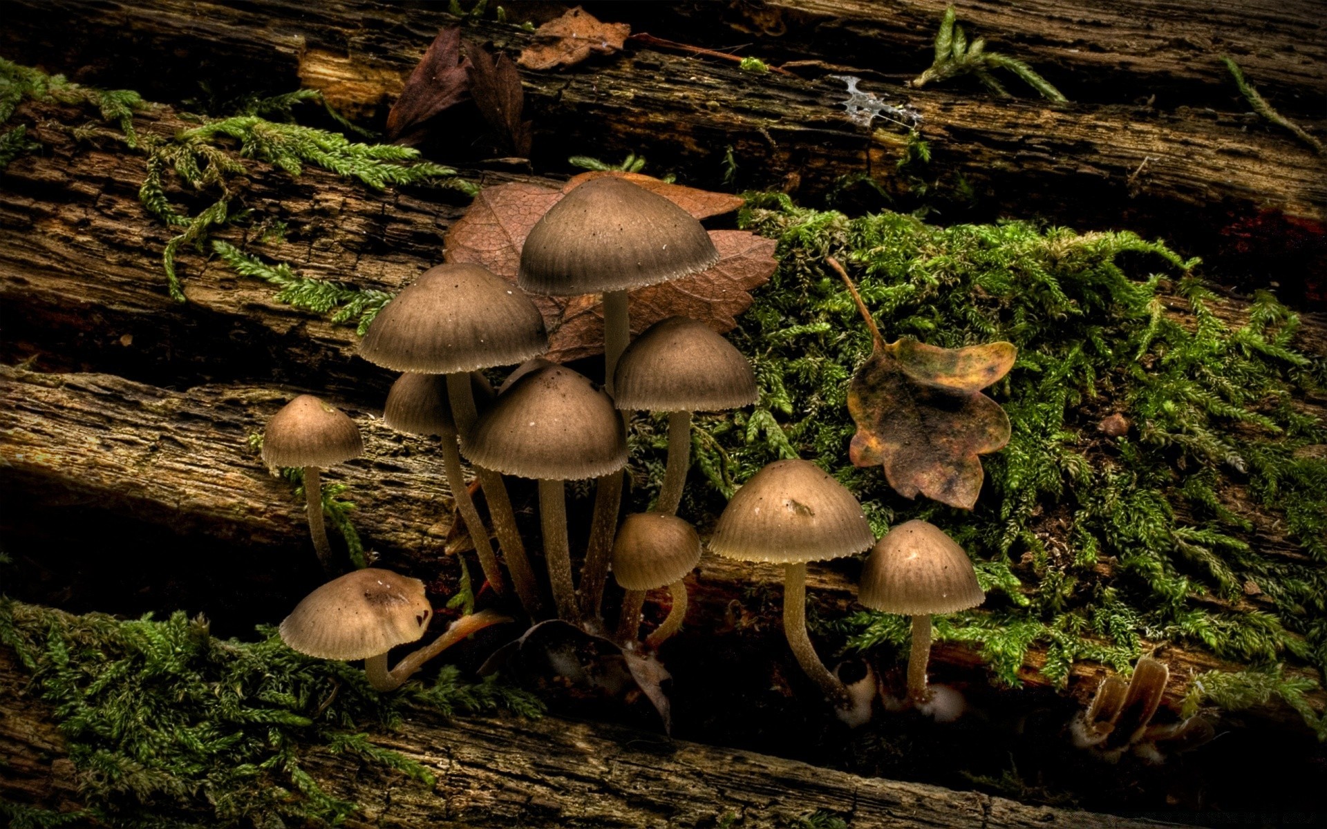 bosque hongo hongo musgo madera seta otoño naturaleza borovik comestible salvaje comida cubierta esporas veneno al aire libre vegetal flora luz del día