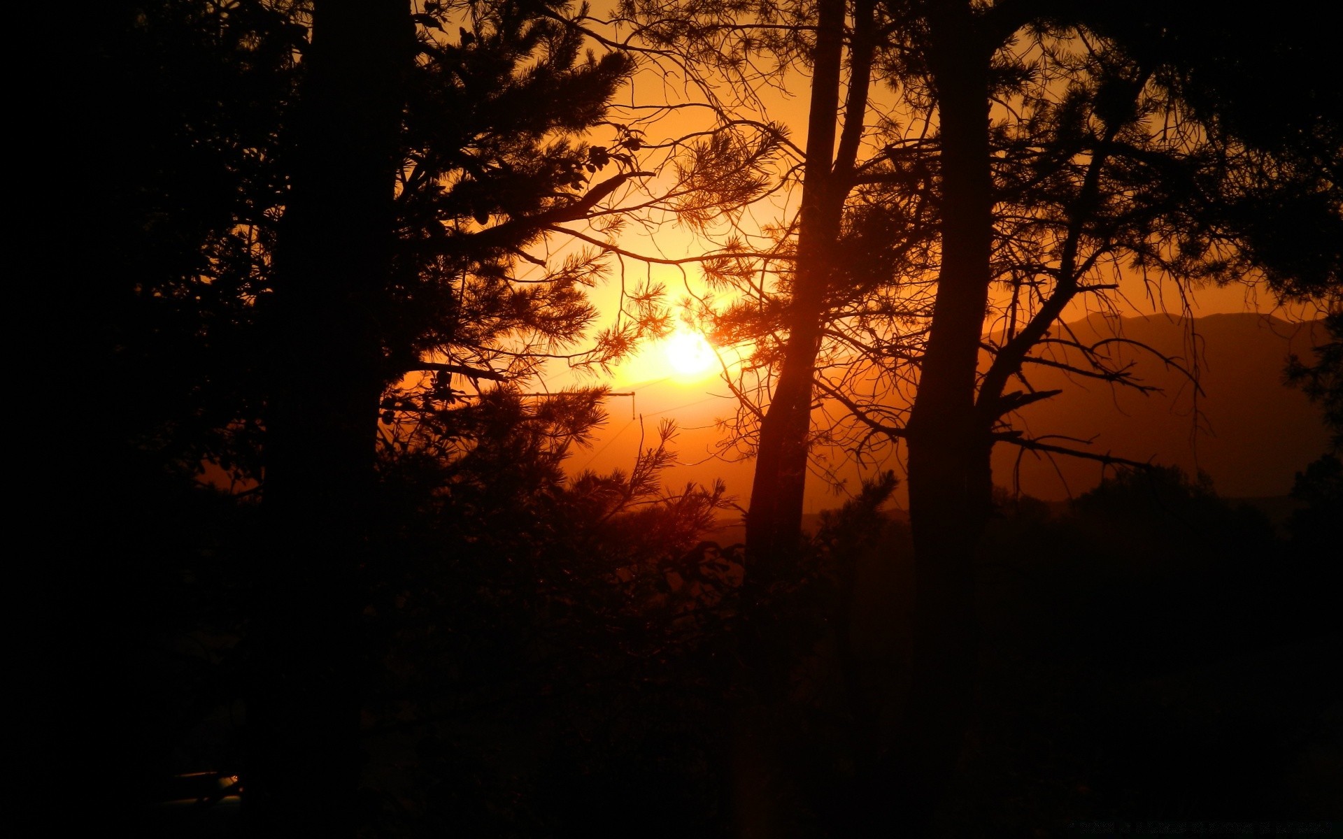 forêt arbre paysage lumière rétro-éclairé aube coucher de soleil silhouette automne soleil brouillard bois ombre soirée parc sombre