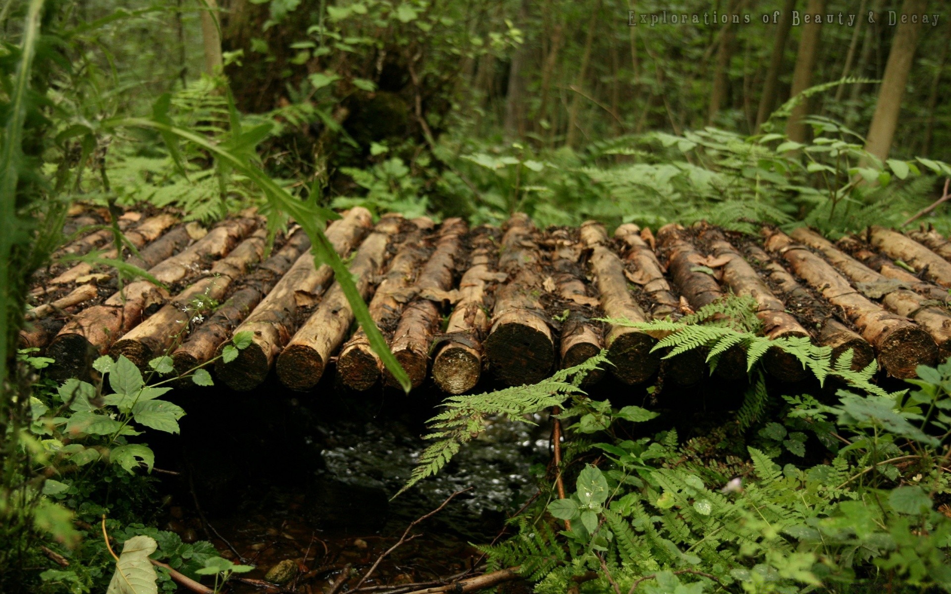 forêt bois nature bois environnement forêt tropicale sauvage flore feuille parc journal en plein air jungle fern tronc