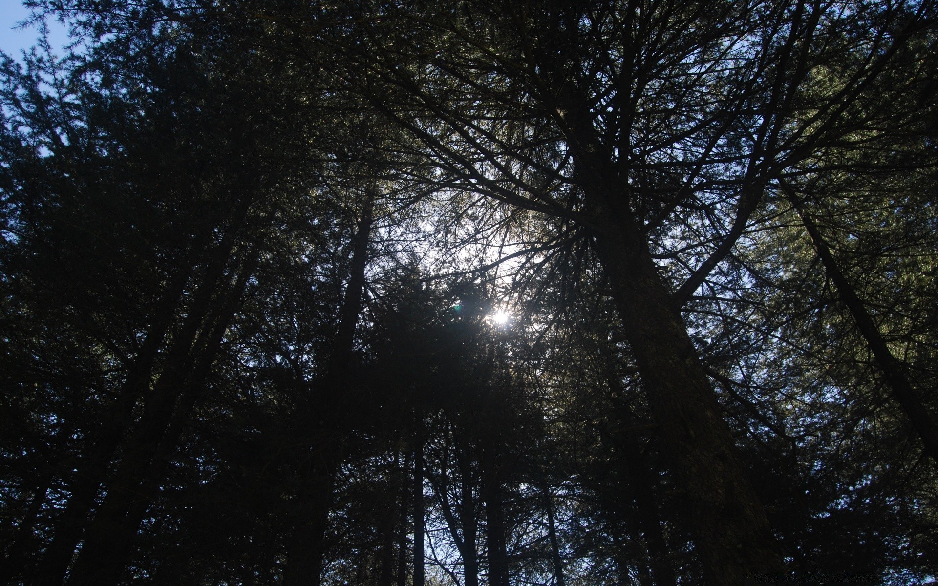 森林 树木 木材 自然 雾 叶 太阳 黎明 秋天 景观 雾 树枝 户外 天气 好天气 树干 冬天 明亮