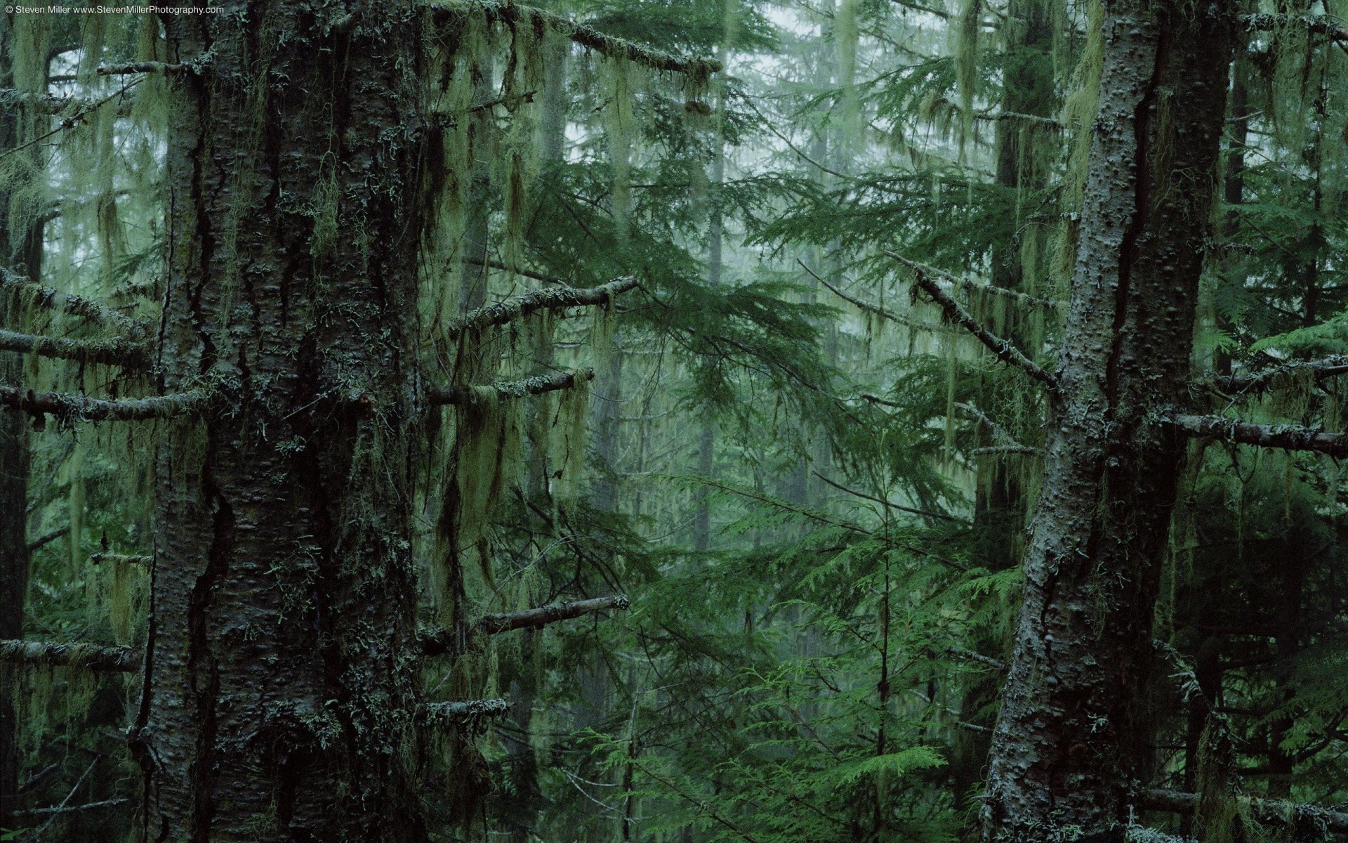 bosque madera árbol naturaleza musgo corteza hoja medio ambiente parque tronco paisaje flora escritorio salvaje otoño luz al aire libre crecimiento coníferas