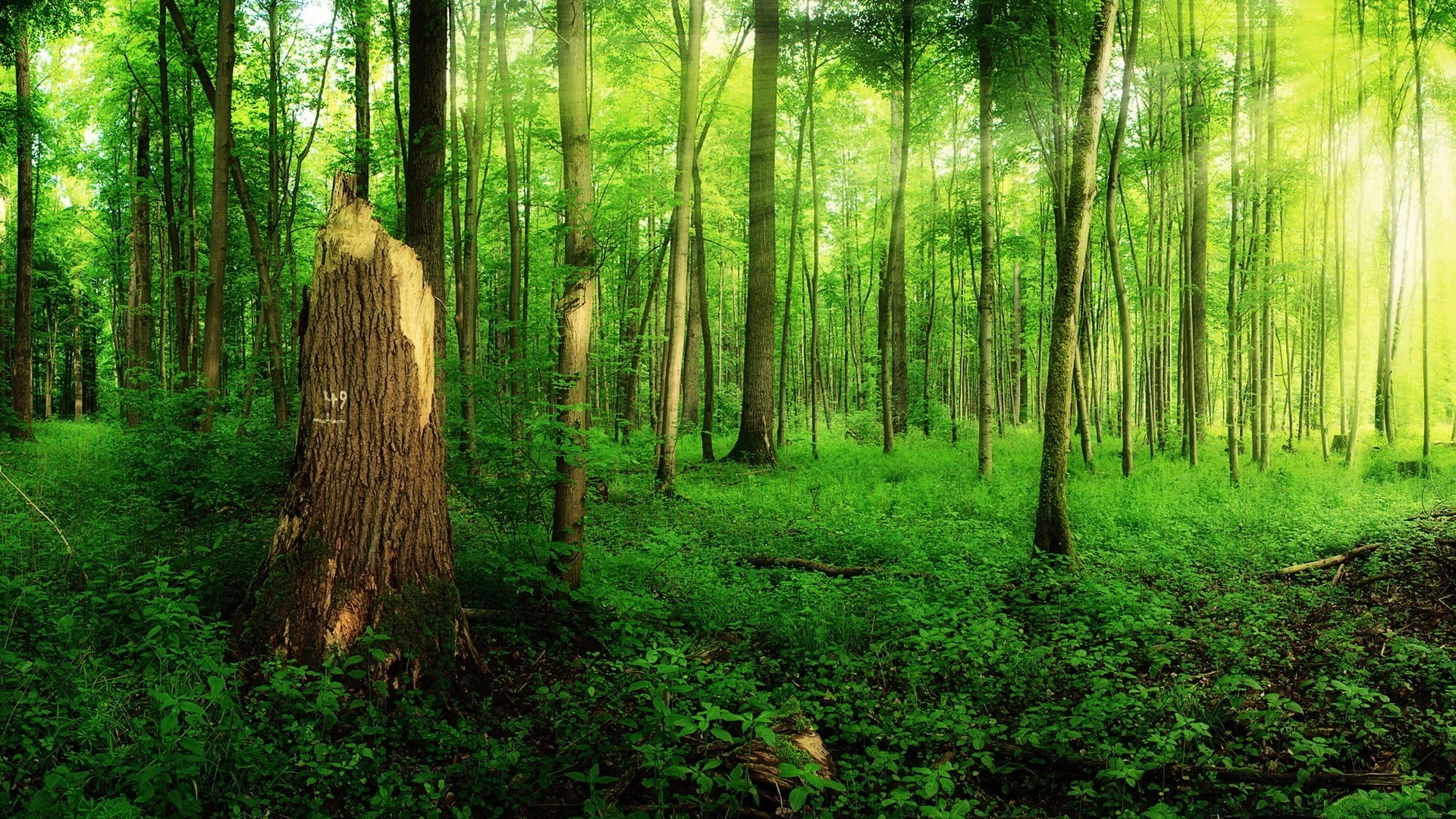 forêt bois arbre nature paysage feuille aube environnement beau temps soleil croissance flore parc à l extérieur luxuriante sanbim scénique lumière du jour saison lumière