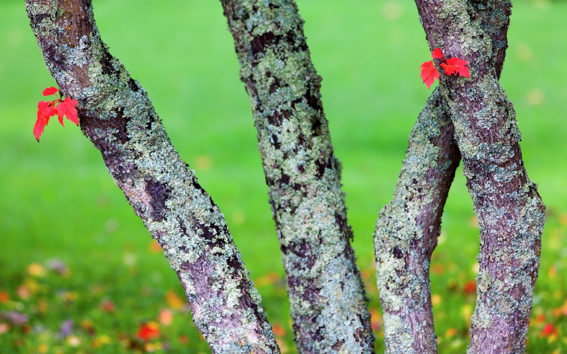 wald baum im freien natur holz blatt wachstum flora blume schließen farbe garten zweig umwelt desktop park saison sommer