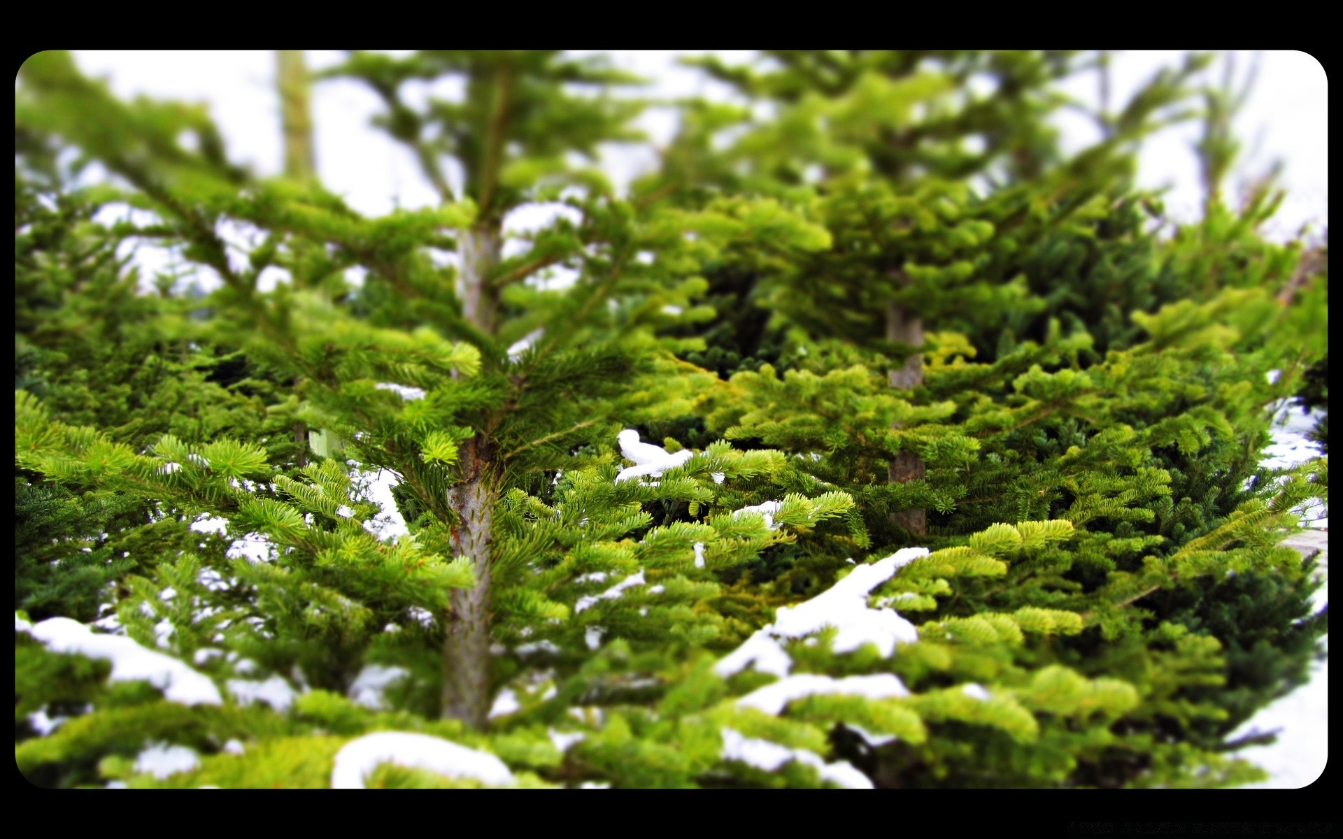 wald blatt flora baum natur wachstum landschaft holz desktop park garten im freien sommer umwelt üppig zweig licht saison farbe schließen