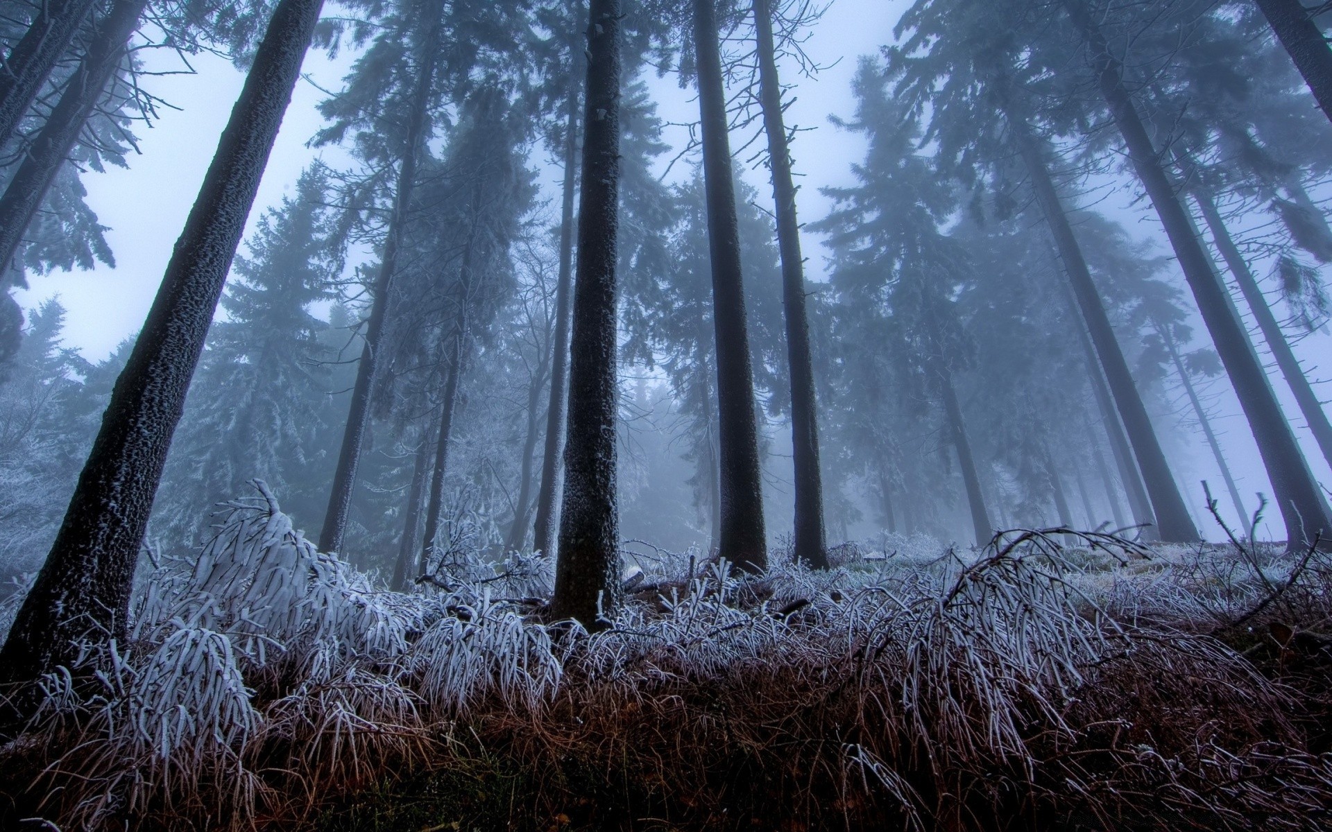 природа туман зима деревья скачать