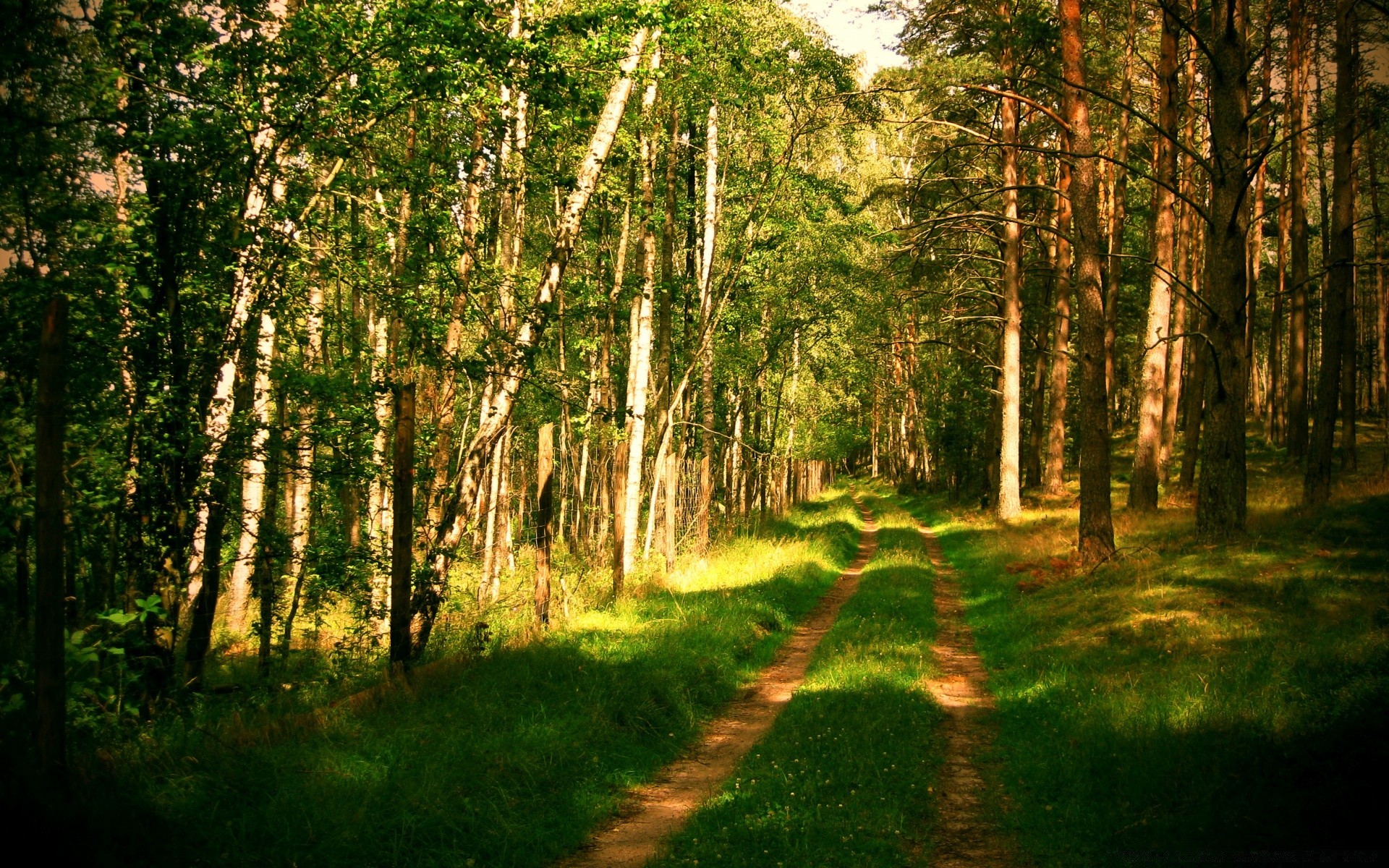 forest wood nature landscape tree leaf fair weather outdoors lush park guidance environment sun grass rural dawn road bright summer countryside