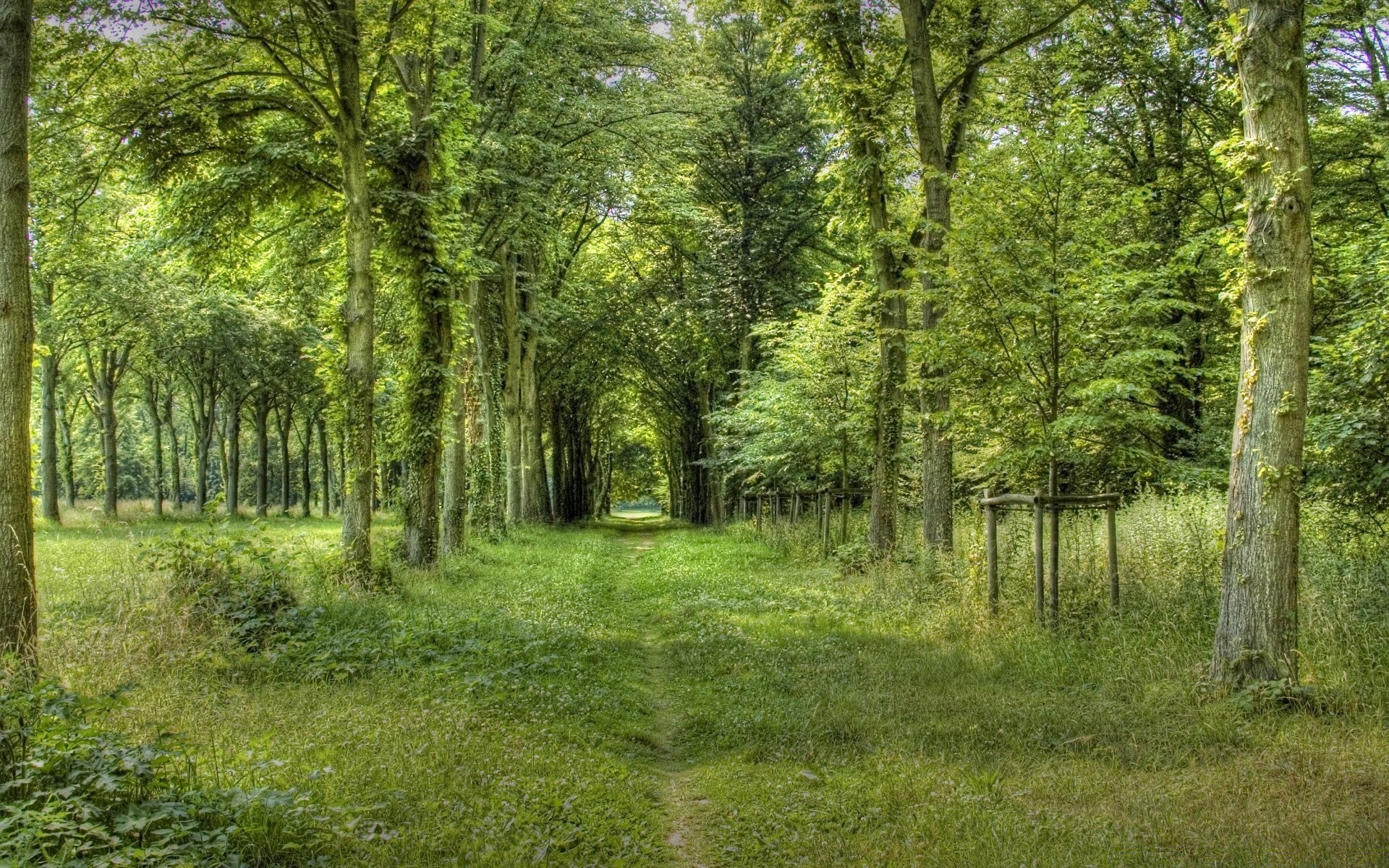 foresta paesaggio legno natura albero foglia erba ambiente rurale bel tempo estate stagione parco flora paese scenico sole paesaggio guida spettacolo