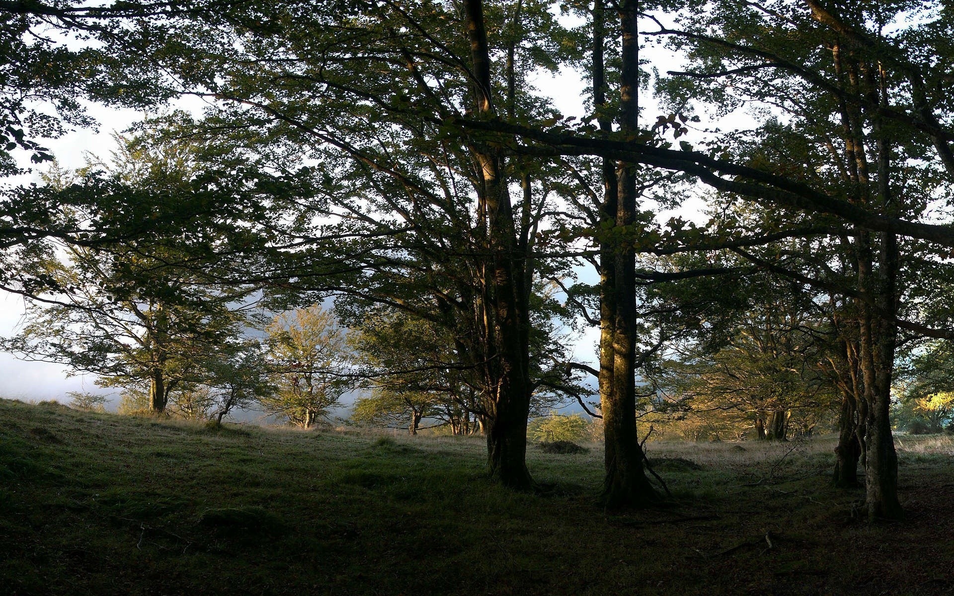 bosque árbol paisaje madera naturaleza al aire libre luz medio ambiente coníferas buen tiempo luz del día amanecer niebla sol escénico hierba niebla parque otoño evergreen