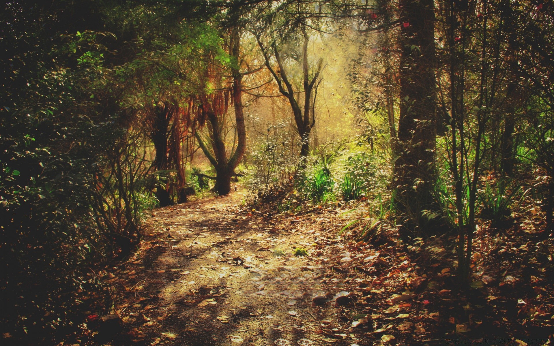 forêt paysage bois nature arbre à l extérieur feuille guide environnement route automne beau temps voyage sentier lumière aube parc flore soleil campagne