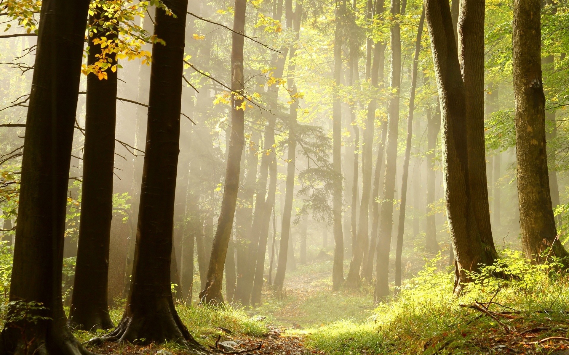 las drewno mgła mgła drzewo liść natura jesień park krajobraz świt sunbeam dobra pogoda słońce oddział sezon bagażnik buk krajobrazy malownicze bujne