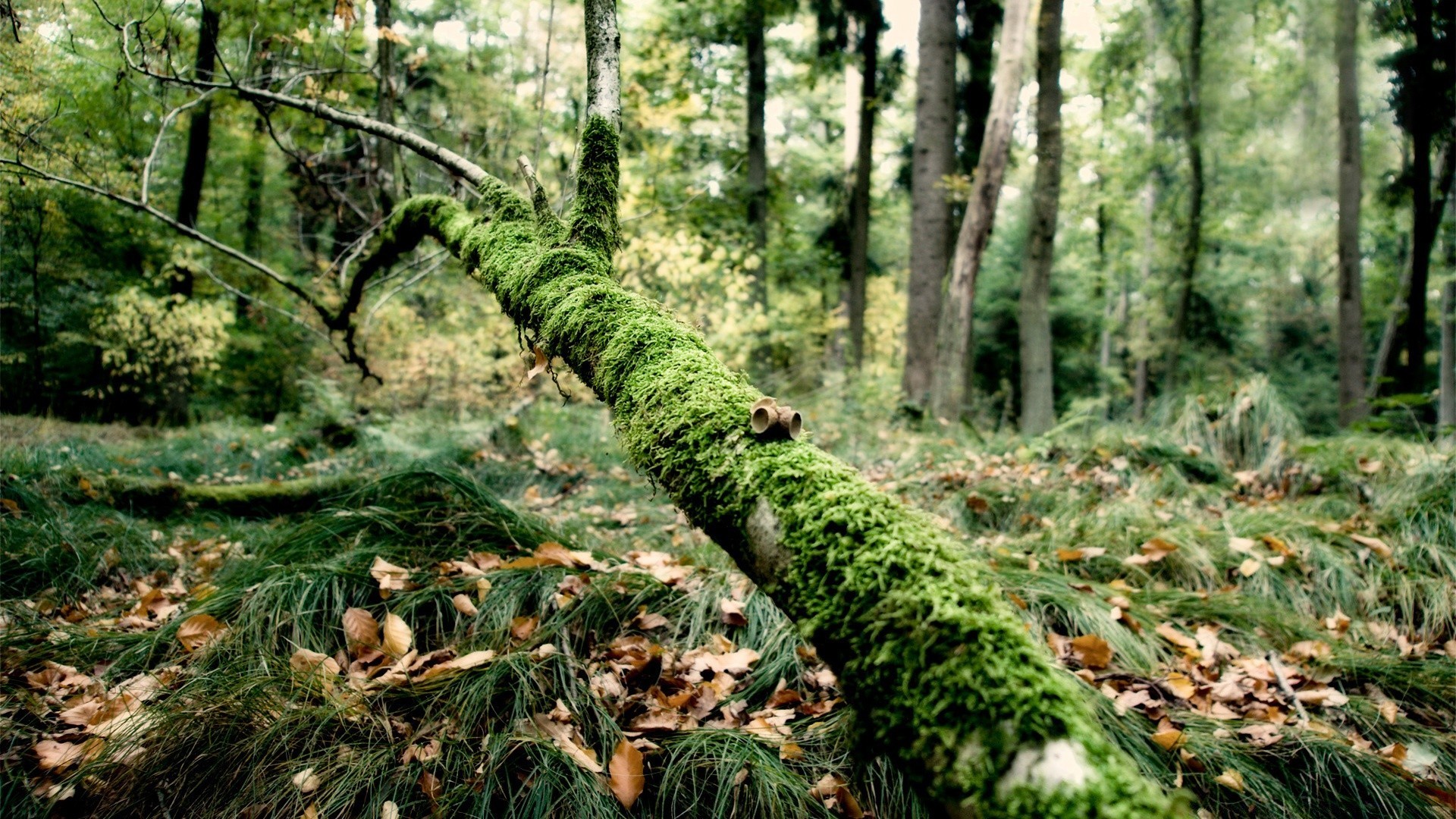 forest wood nature tree leaf landscape moss flora environment park outdoors fern growth wild trunk lush season rainforest scenery summer