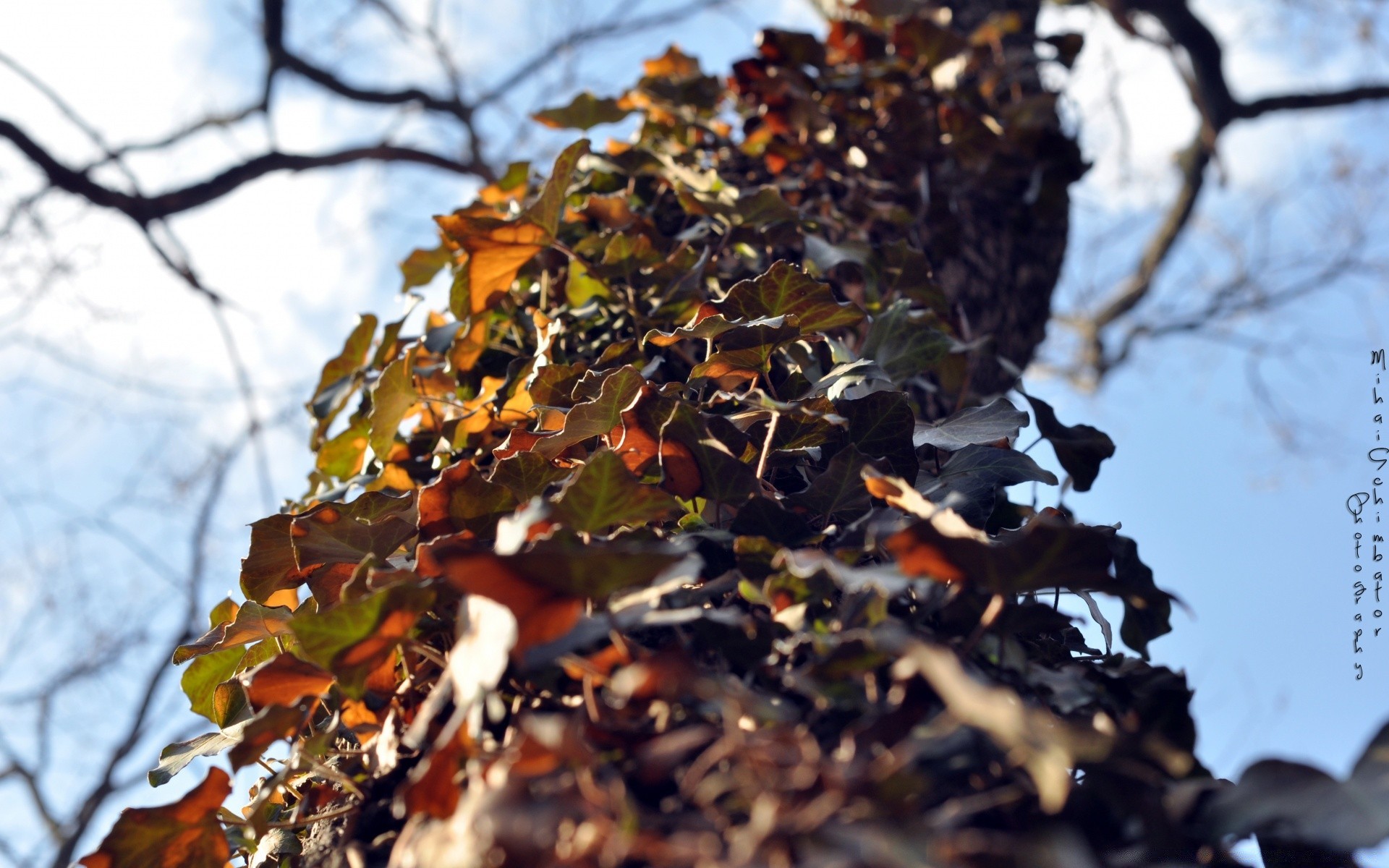 forêt automne feuille arbre à l extérieur nature bois lumière du jour environnement branche