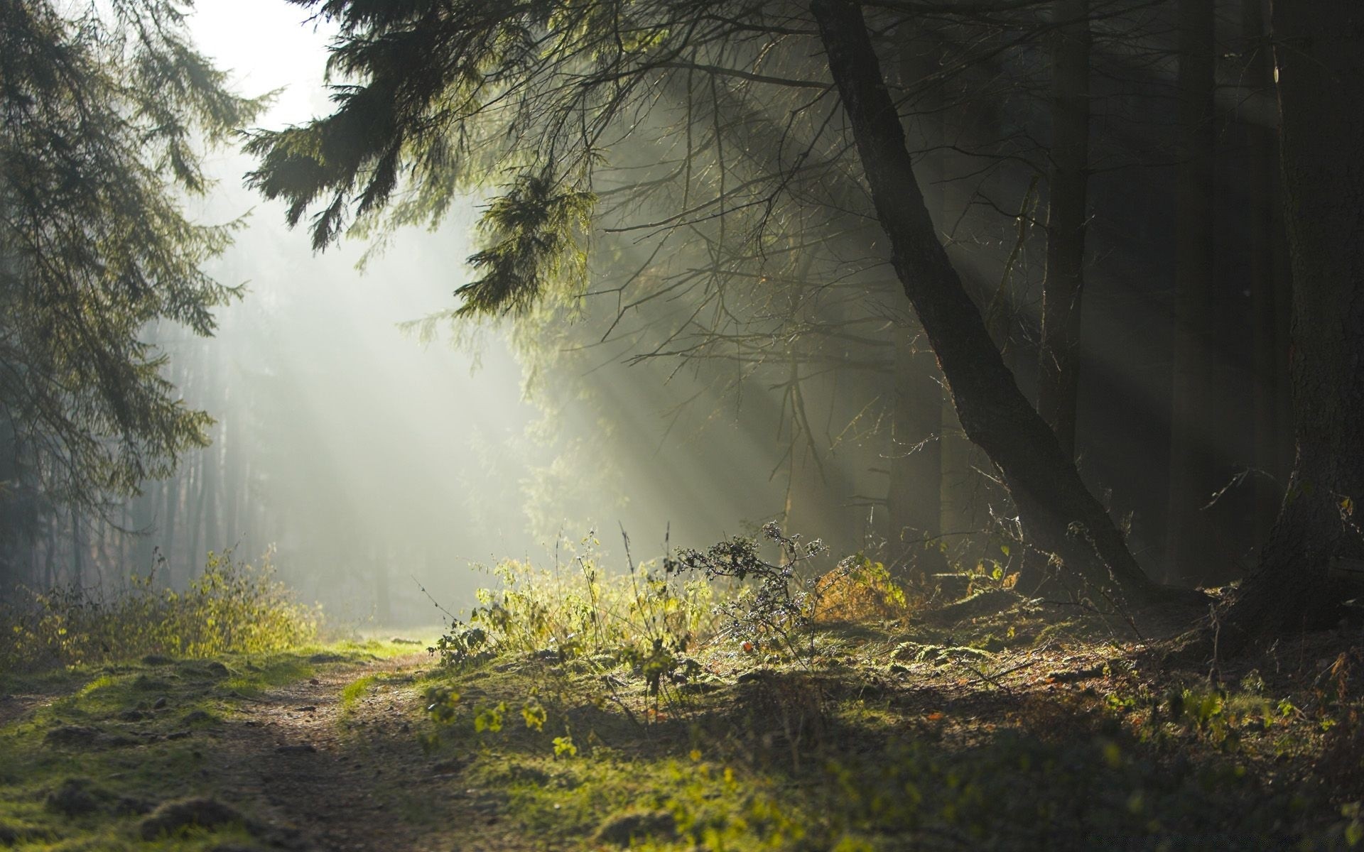 foresta albero paesaggio legno nebbia nebbia natura autunno parco ambiente foglia alba all aperto luce ramo scenic stagione flora bel tempo foschia