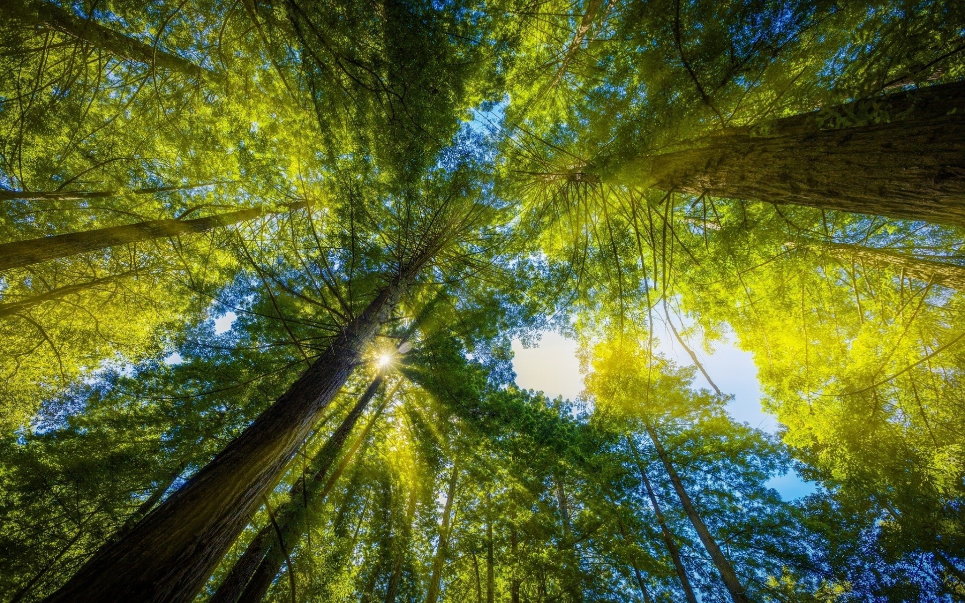 foresta albero natura legno parco foglia paesaggio ramo luminoso bel tempo colore flora luce desktop sole stagione autunno luce del giorno ambiente scenico