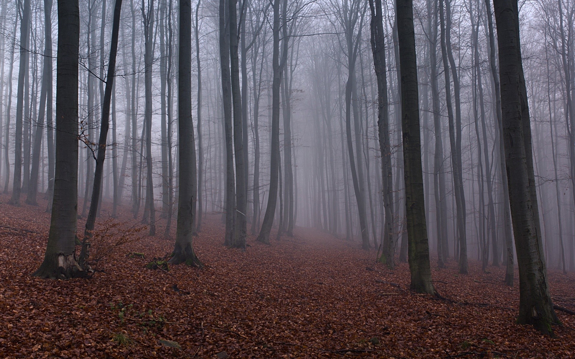 forest wood tree fall fog dawn mist landscape nature leaf park backlit environment branch trunk season light beech fair weather outdoors