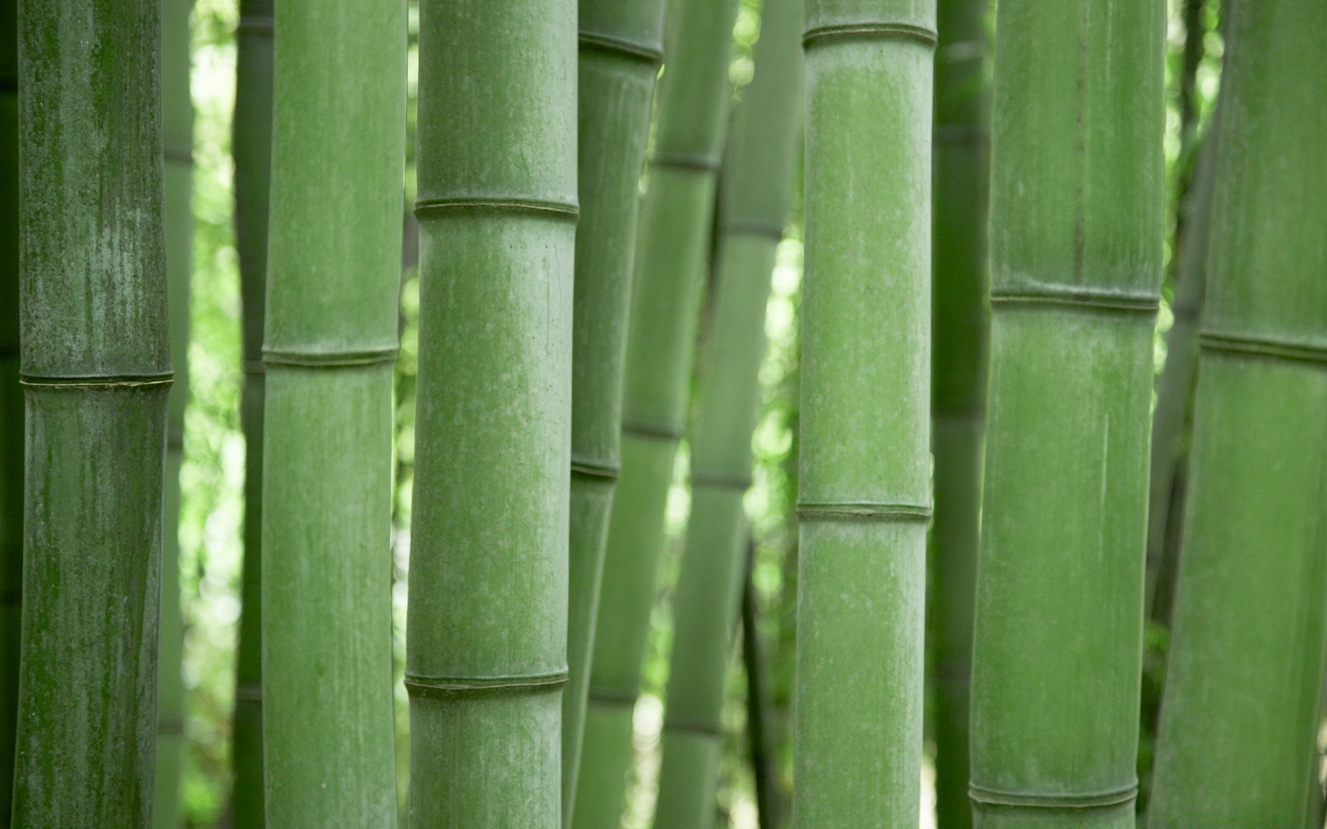 bosque bambú hoja flora naturaleza jardín tropical crecimiento zen exuberante escritorio cáscara textura