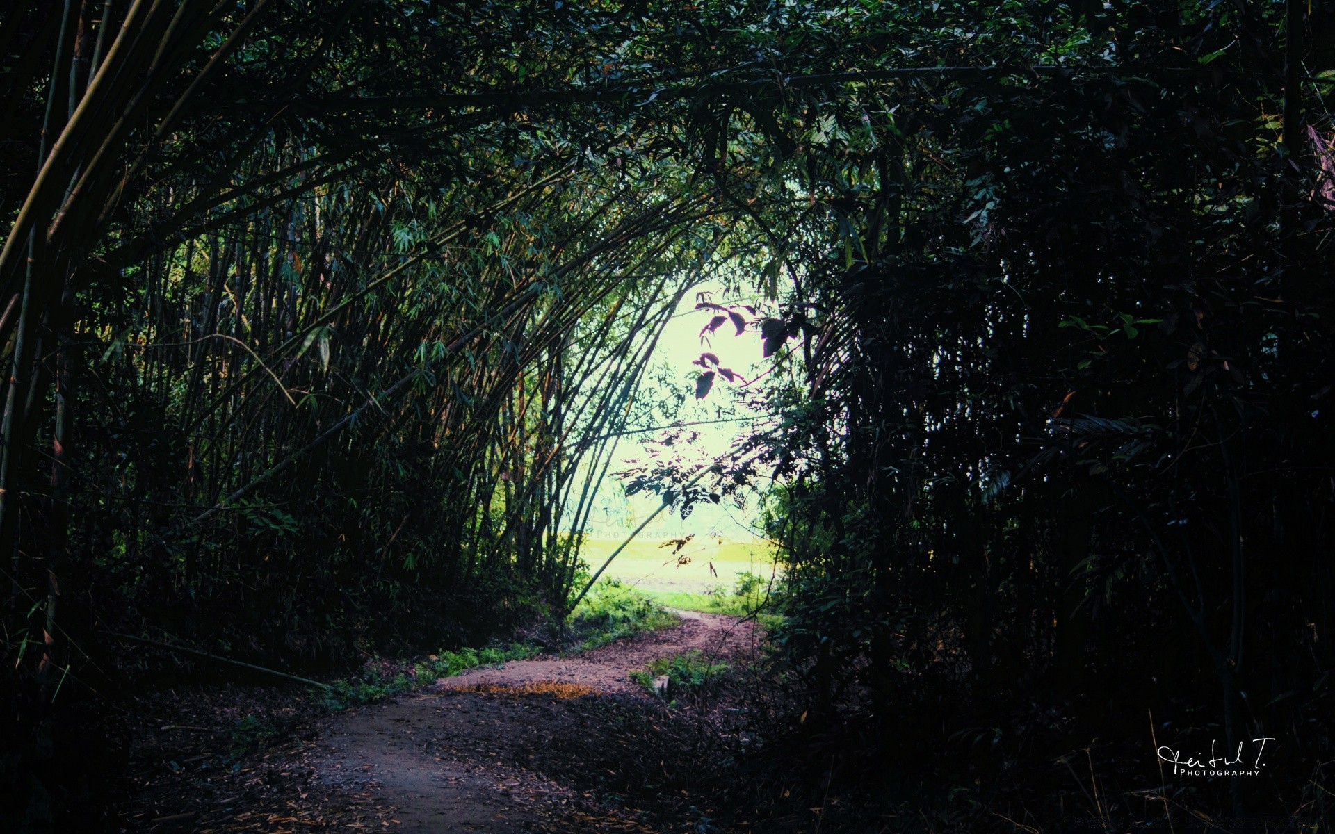 floresta madeira árvore folha natureza luz paisagem ao ar livre flora ambiente parque estrada guia