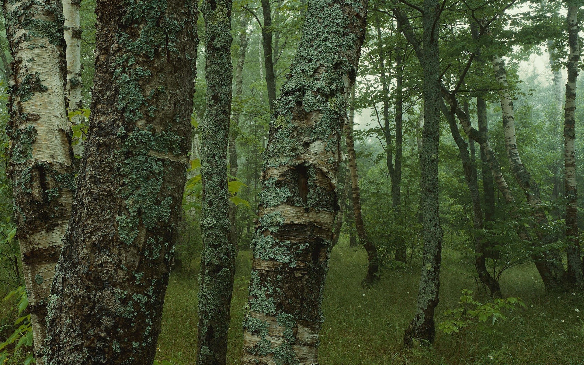 forest wood tree nature bark trunk leaf outdoors environment landscape moss park growth flora daylight lush scenic