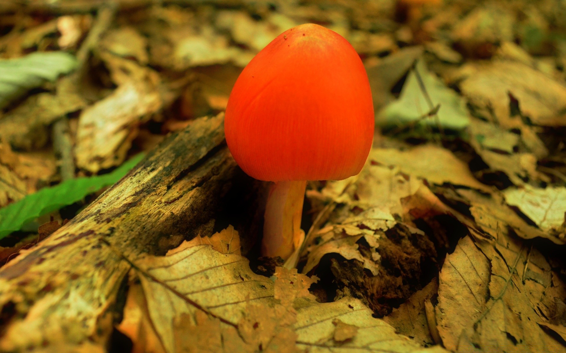 bosque otoño madera hoja hongo seta naturaleza comida verdura