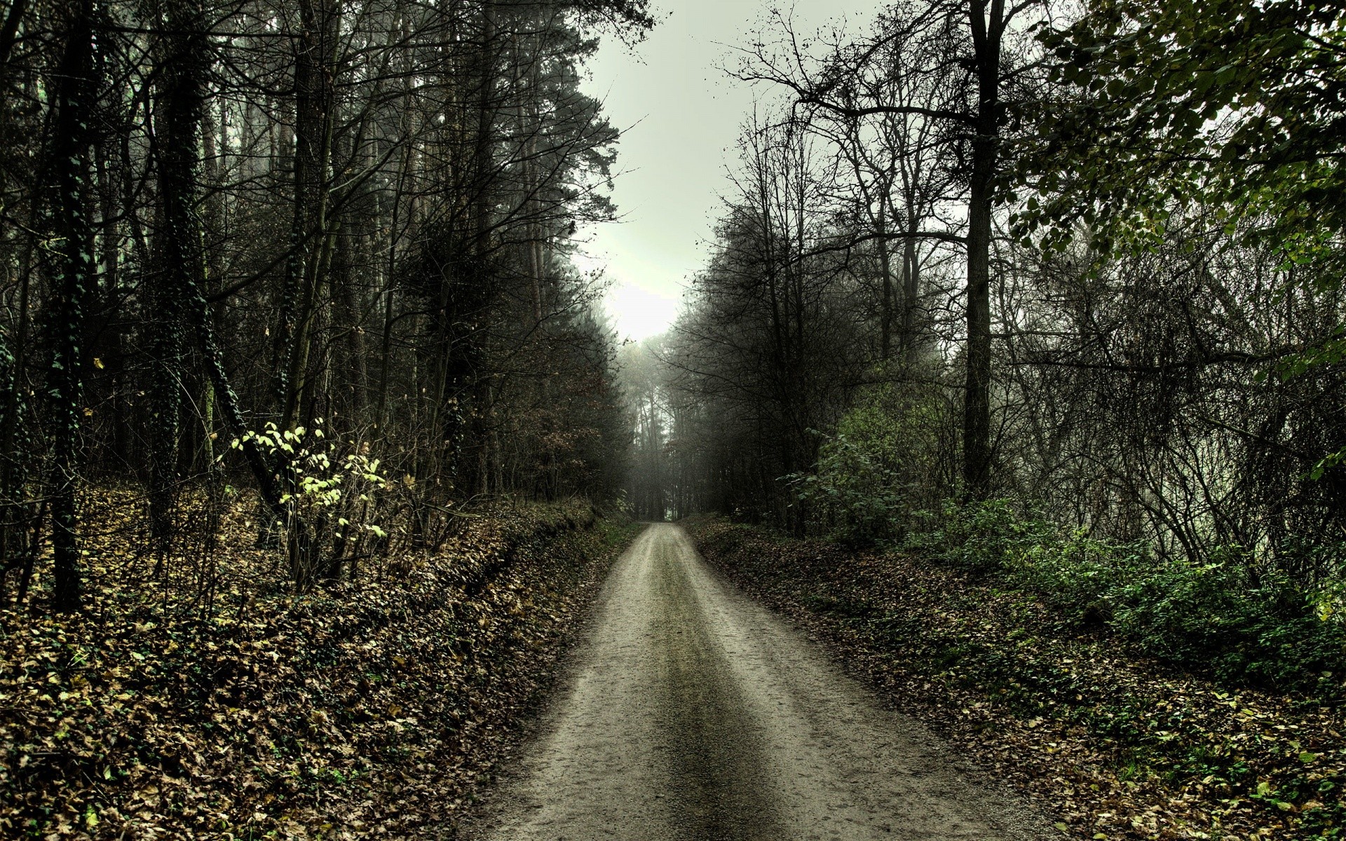 forest road wood landscape tree nature guidance fog mist fall park leaf outdoors dawn environment