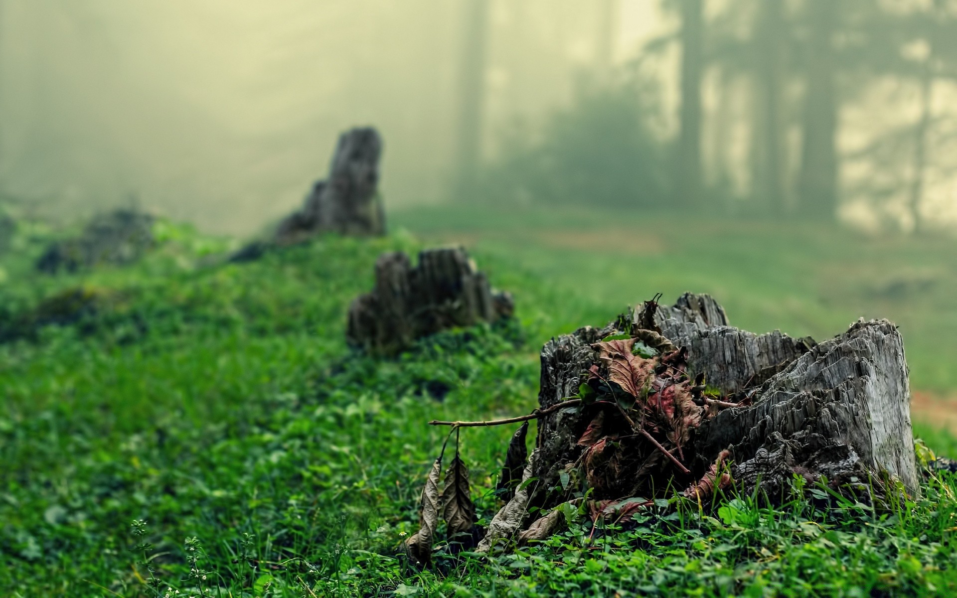 las natura trawa krajobraz na zewnątrz drzewo drewno pole podróże rolnictwo sianokosy flora wiejskie