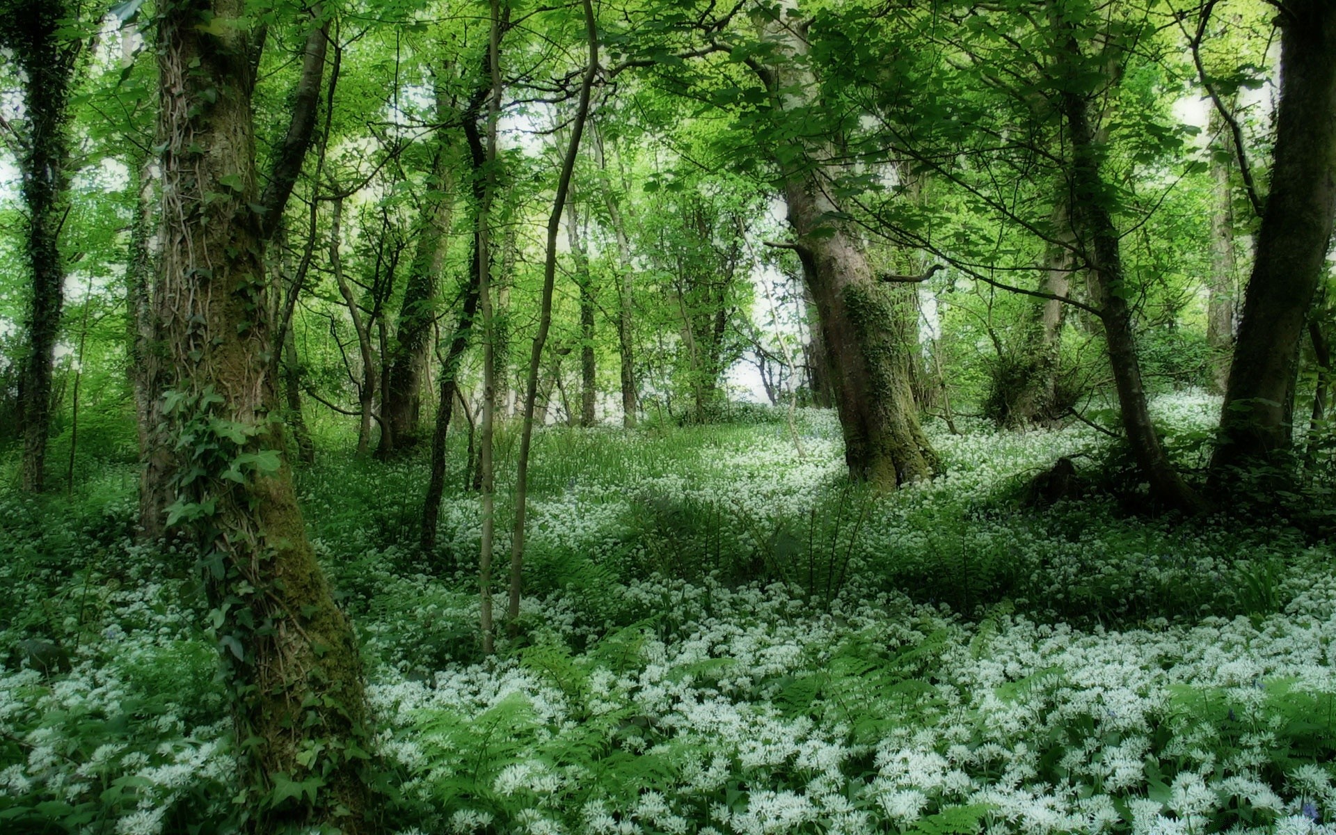 forest wood landscape nature leaf environment tree park flora season fair weather scene outdoors scenery scenic lush flower growth guidance footpath