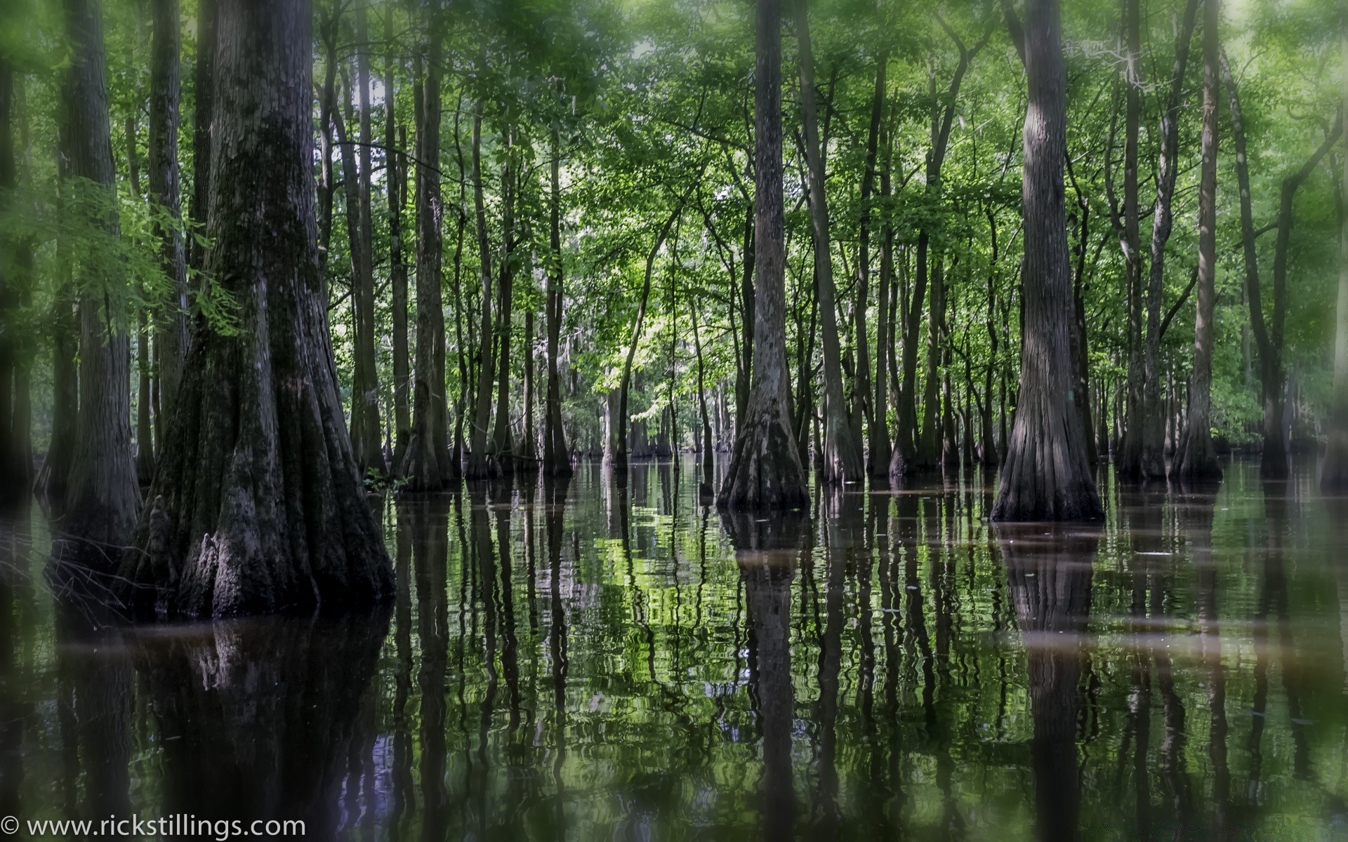 forêt bois nature eau paysage feuille arbre à l extérieur marais sauvage réflexion rivière été environnement beau temps parc aube sang-froid flore