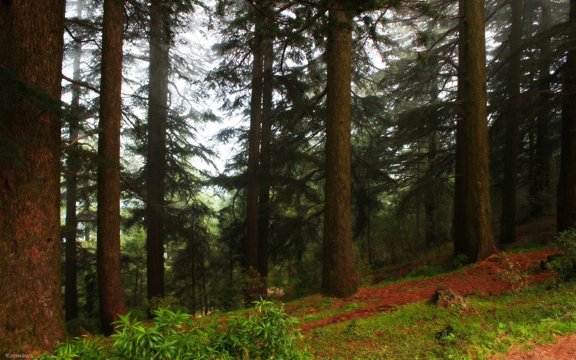 las drewno drzewo krajobraz iglaki evergreen natura środowisko park liść świt mgła sosna światło cyprys na zewnątrz dobra pogoda słońce światło dzienne sekwoja