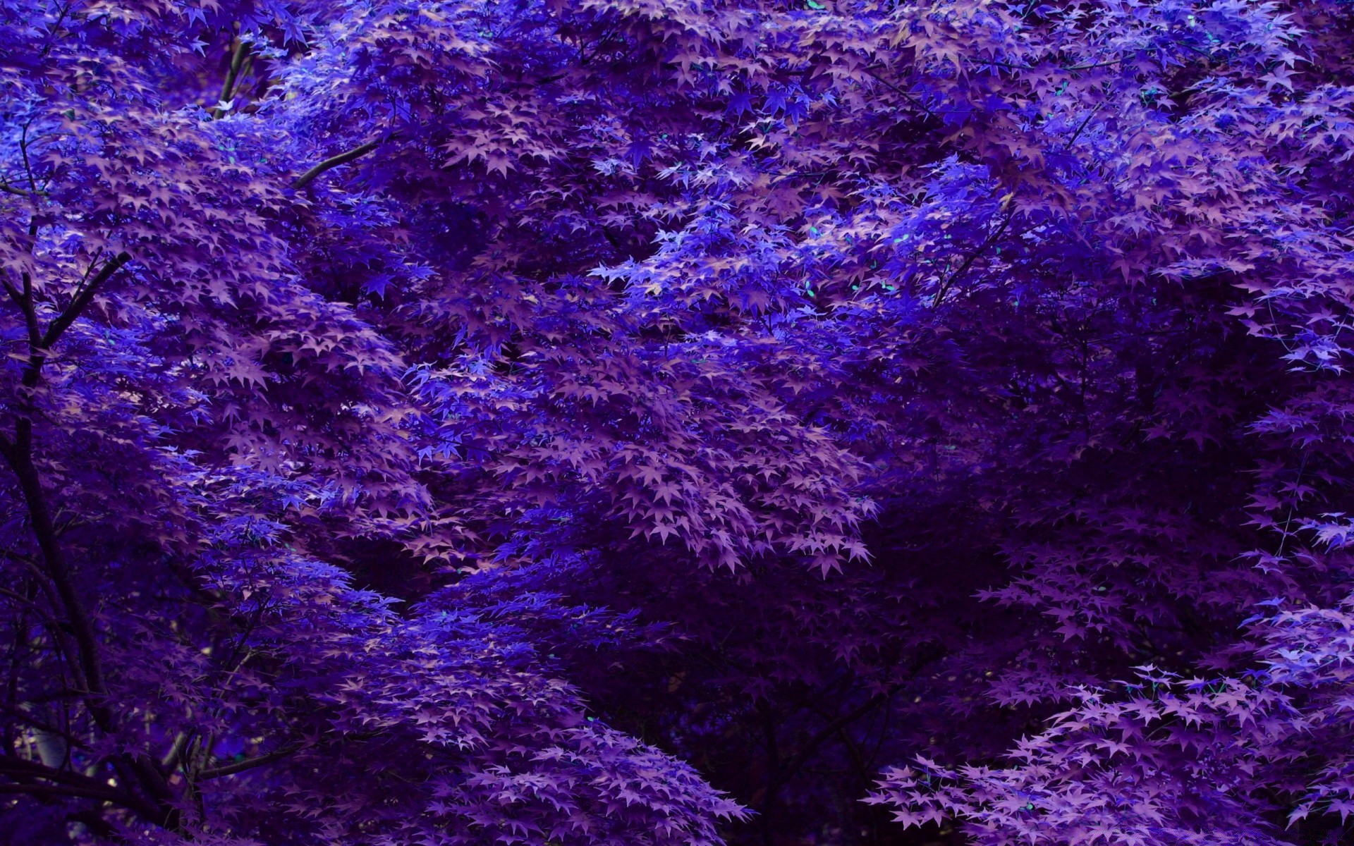 floresta abstrato área de trabalho padrão textura papel de parede design fundo cor violet superfície natureza escuro arte luz impressão