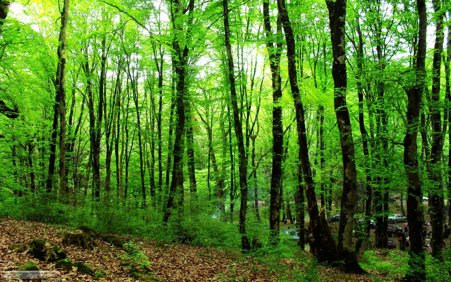 foresta legno natura foglia paesaggio albero lussureggiante bel tempo ambiente sole sunbim alba crescita all aperto tronco parco selvaggio guida paesaggio scenico