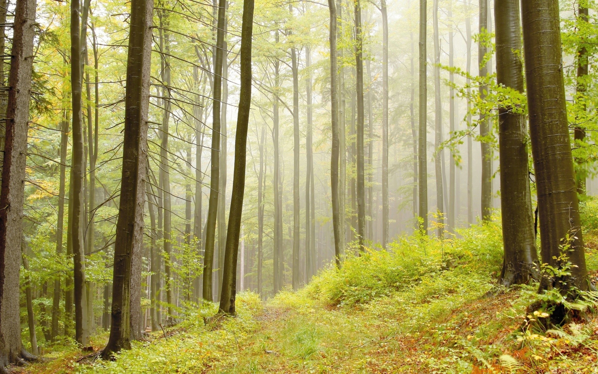 las drewno natura liść mgła mgła drzewo sunbeam krajobraz jesień park świt dobra pogoda słońce środa bujne buk sezon bagażnik turystyka wieś