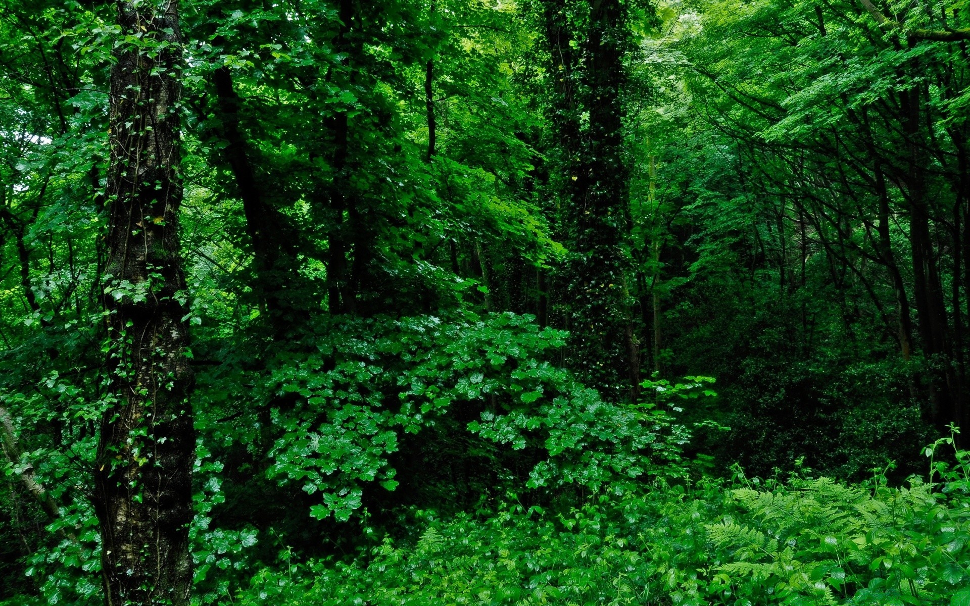 В зеленом лесу бесплатно