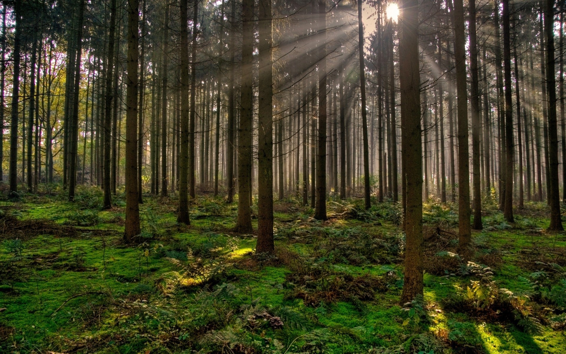 forest wood tree nature landscape fog leaf mist dawn sun light environment pine fair weather fall trunk park conifer guidance outdoors