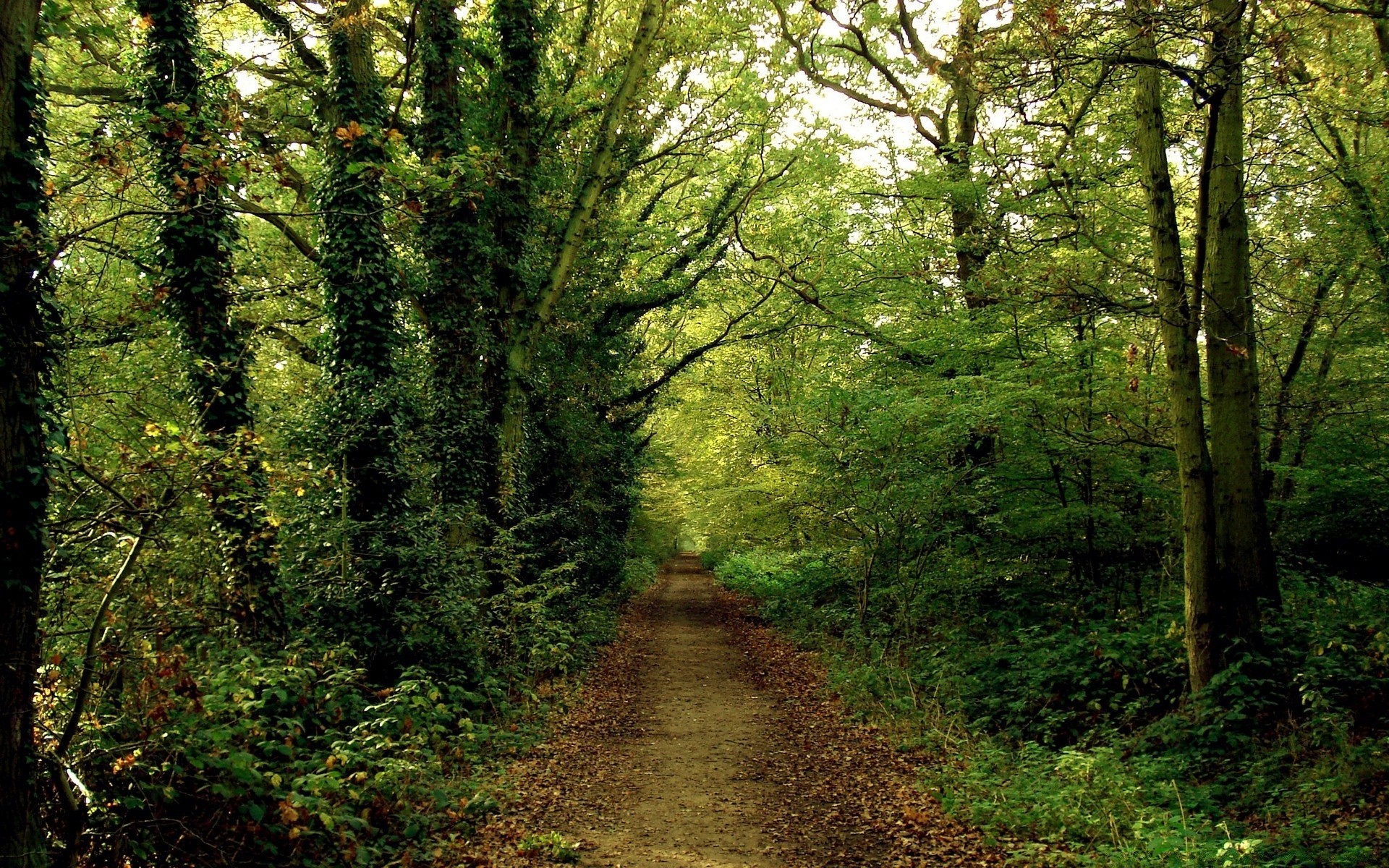 forest wood landscape tree nature guidance road fair weather leaf scenic environment lush park footpath trail outdoors sun daylight hike dawn