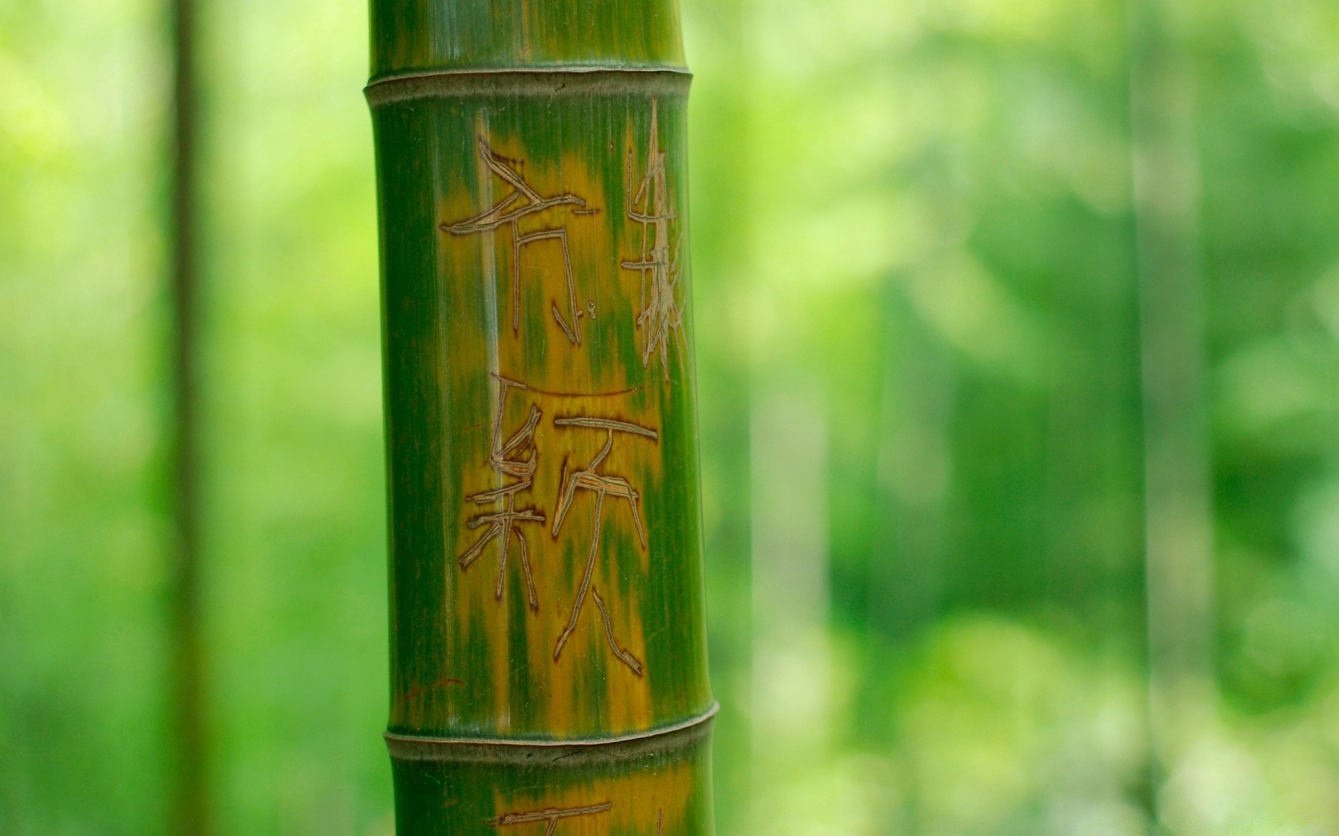 wald blatt bambus natur holz