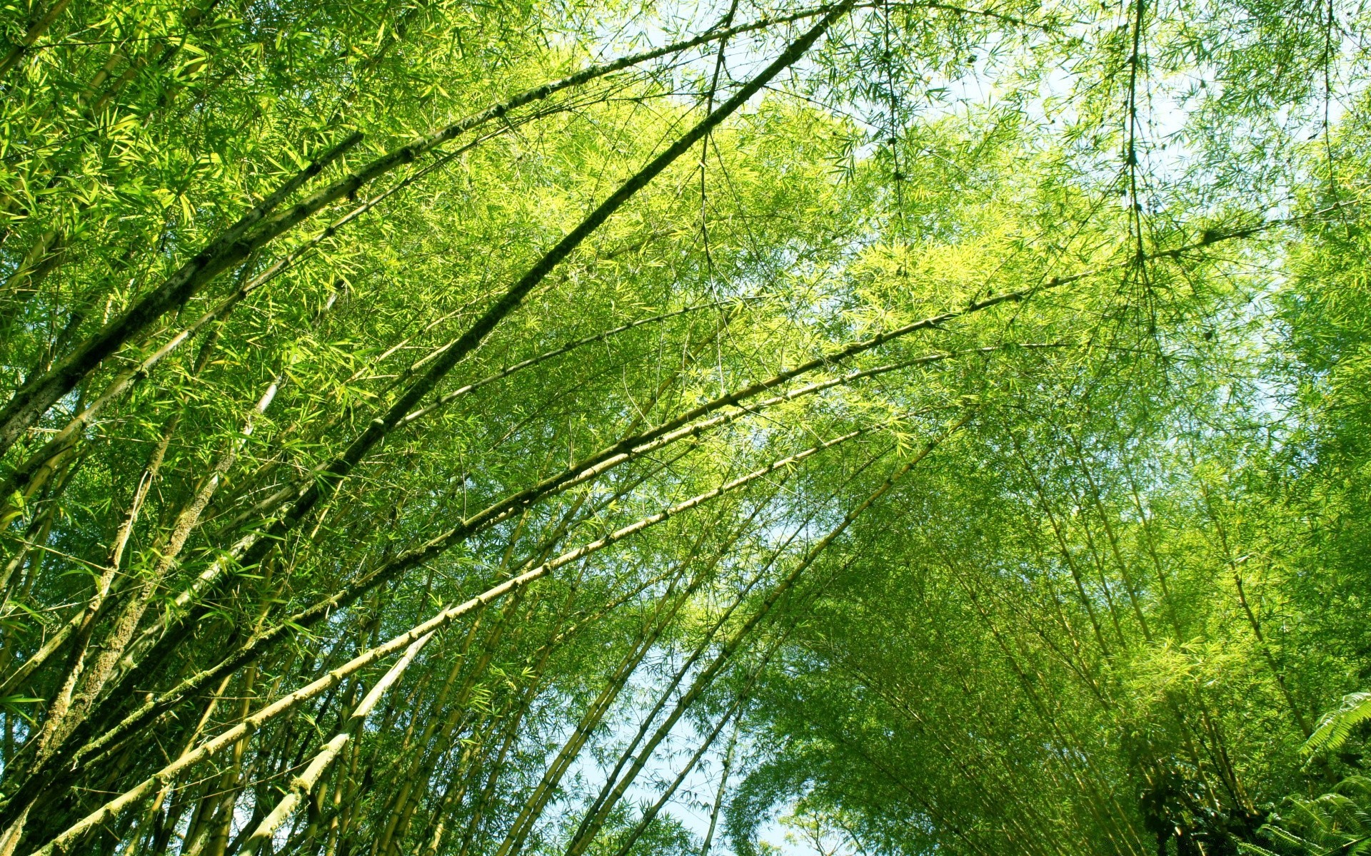 wald natur blatt wachstum flora holz umwelt baum park gutes wetter jahreszeit hell zweig sommer landschaft üppig im freien sonne dämmerung schale