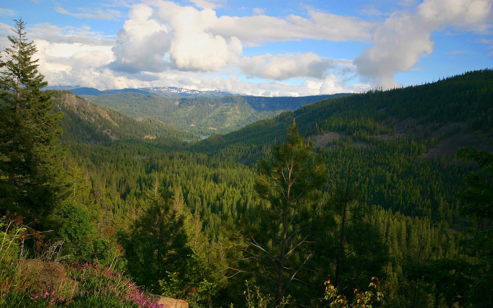 forest nature outdoors wood landscape travel mountain tree sky conifer scenic summer evergreen daylight hill